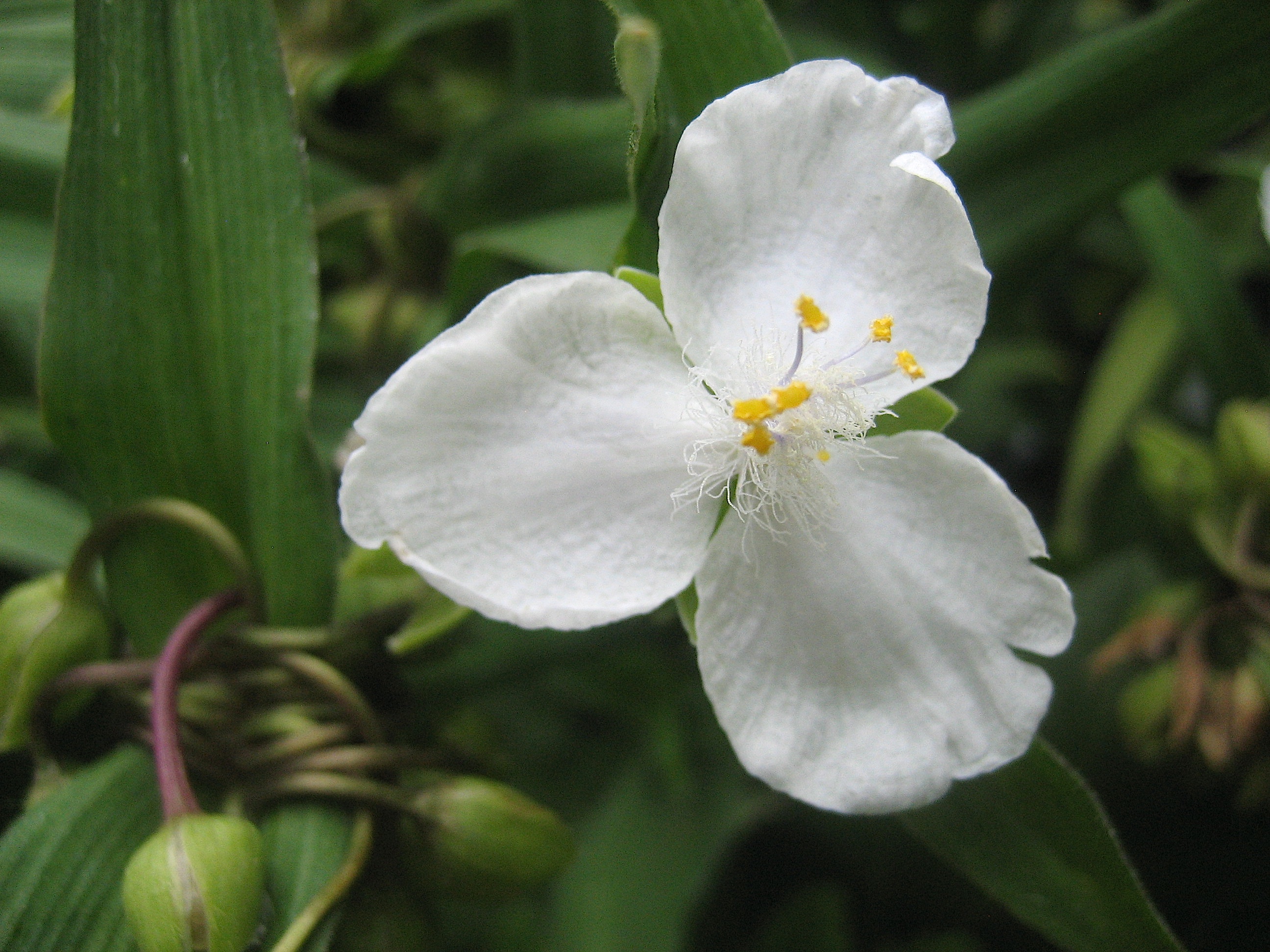 Tradescantia Andersoniana-Hyb. "Innocence"weiss (i.11cmT.) Dreimasterblume