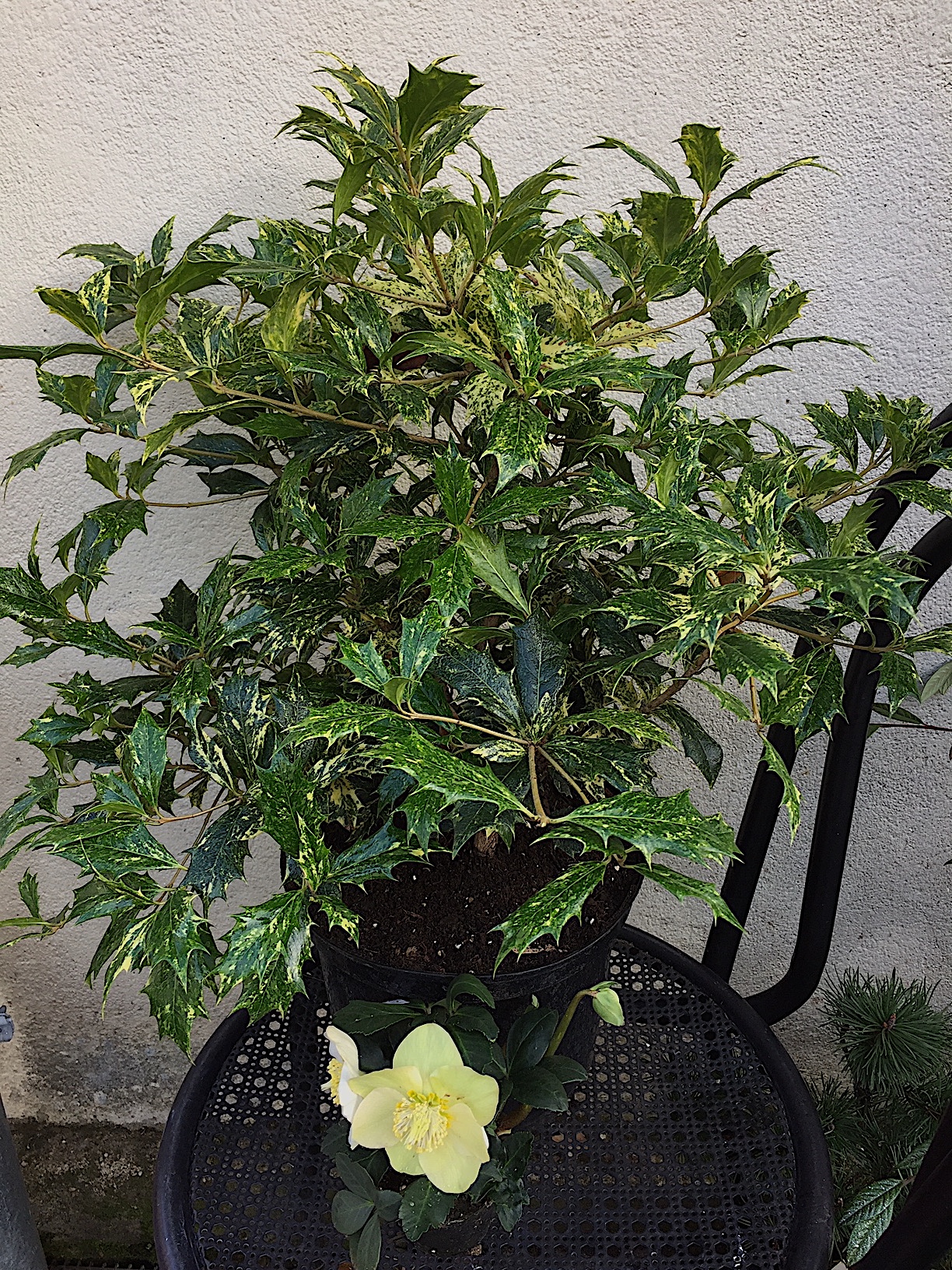 Osmanthus Duft heterophyllus „Tricolor“ (i.15cmT.)