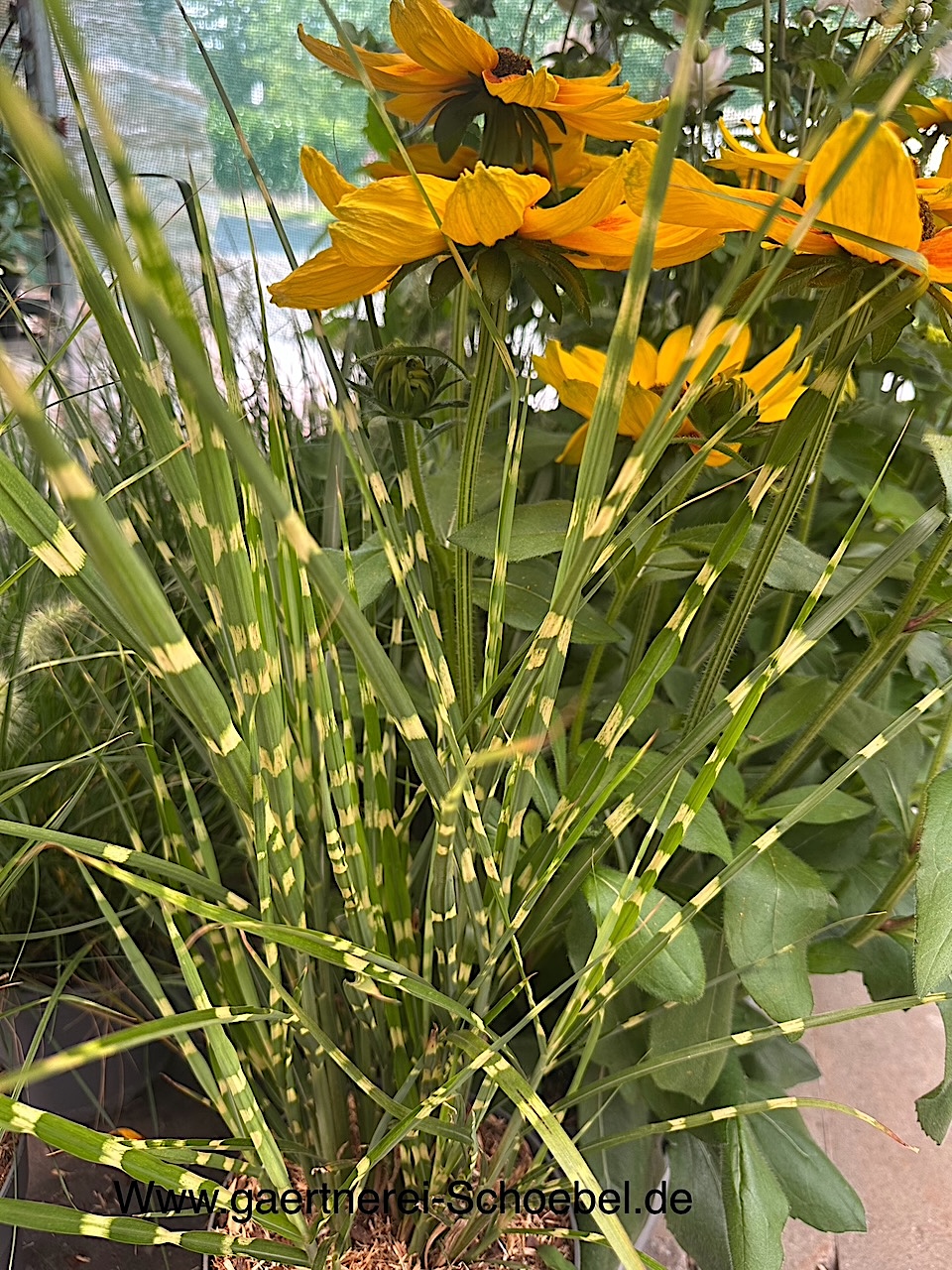 Miscanthus sinensis „Zebrinus strictus“(i.20cmT.)