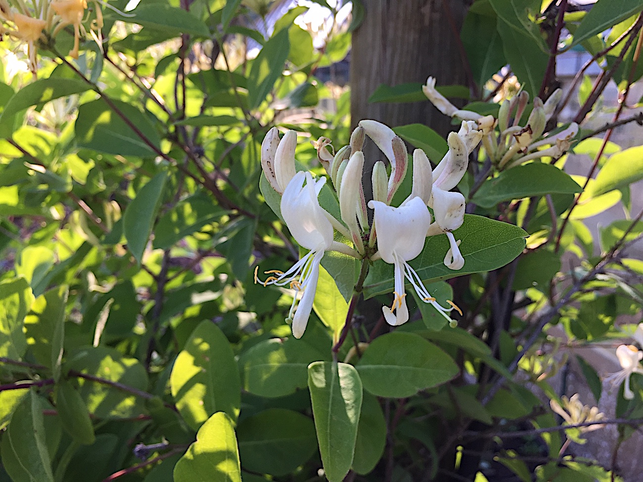 Lonicera Duft caprifolium(i.2lT.), Geissblatt, duftendes