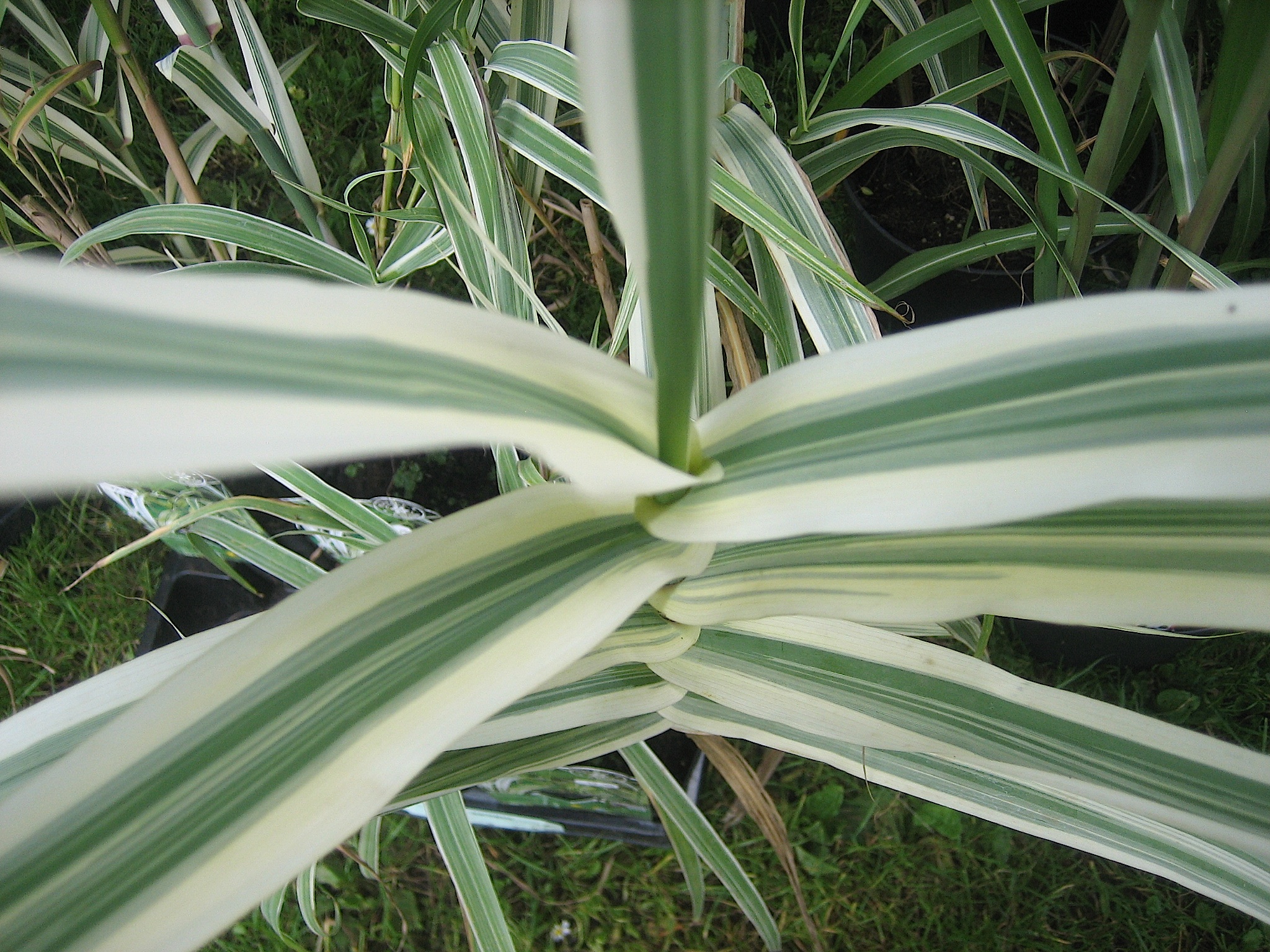 Arundo donax "Aureovariegata" (i.16cmT.) Pfahlrohr