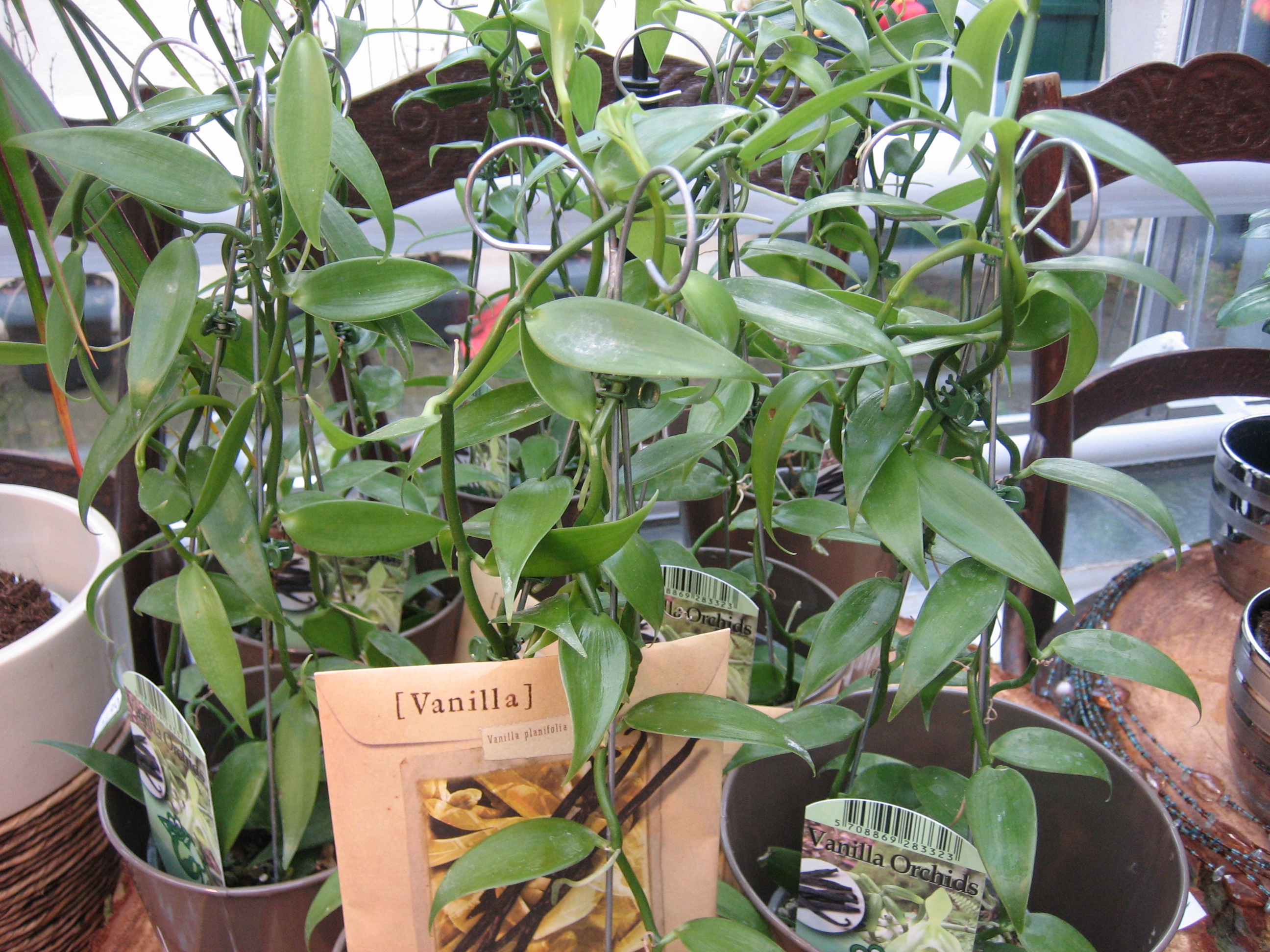Vanilla planifolia (i.12 cm Topf) Vanille - Orchidee, aus Mexiko, Mittelam.