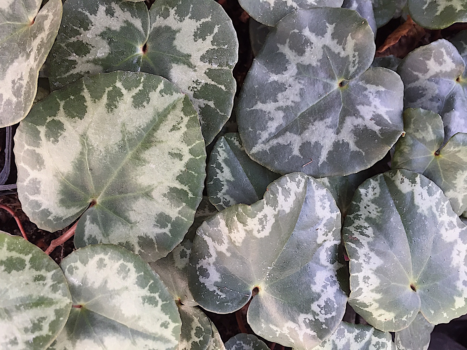 Cyclamen Duft purpurascens ´Silver variation gefleckt hellrosa`(i.9cmT.)