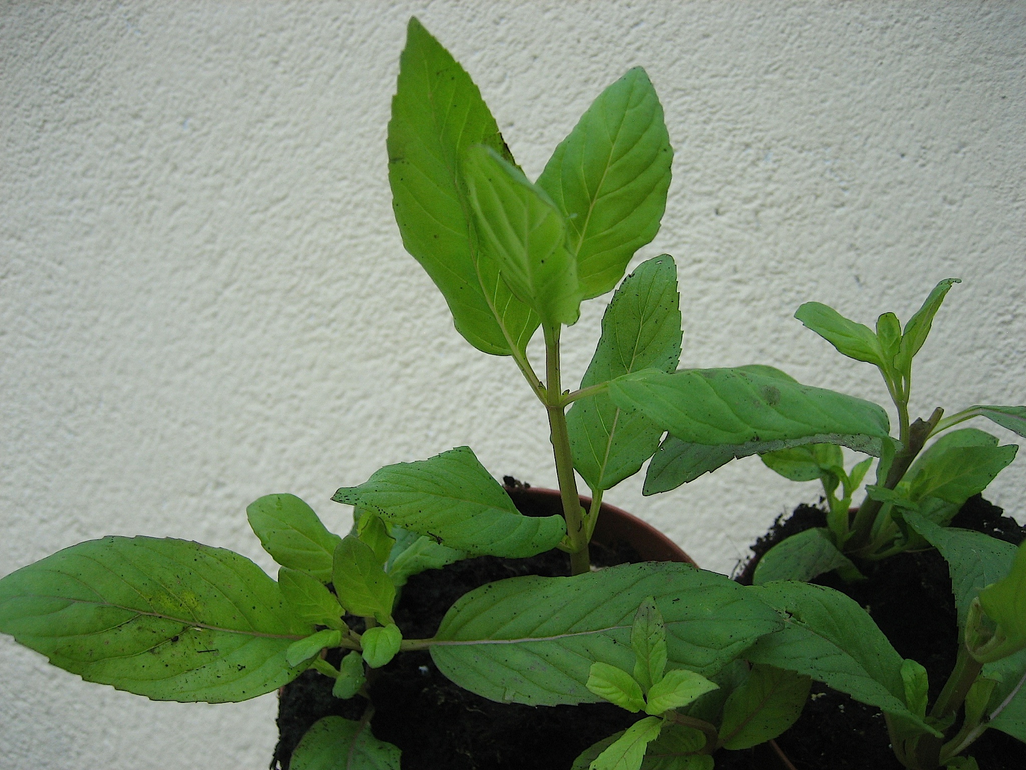 Mentha spec. ´ Spearmint`(i.13cm T.) Spearmint