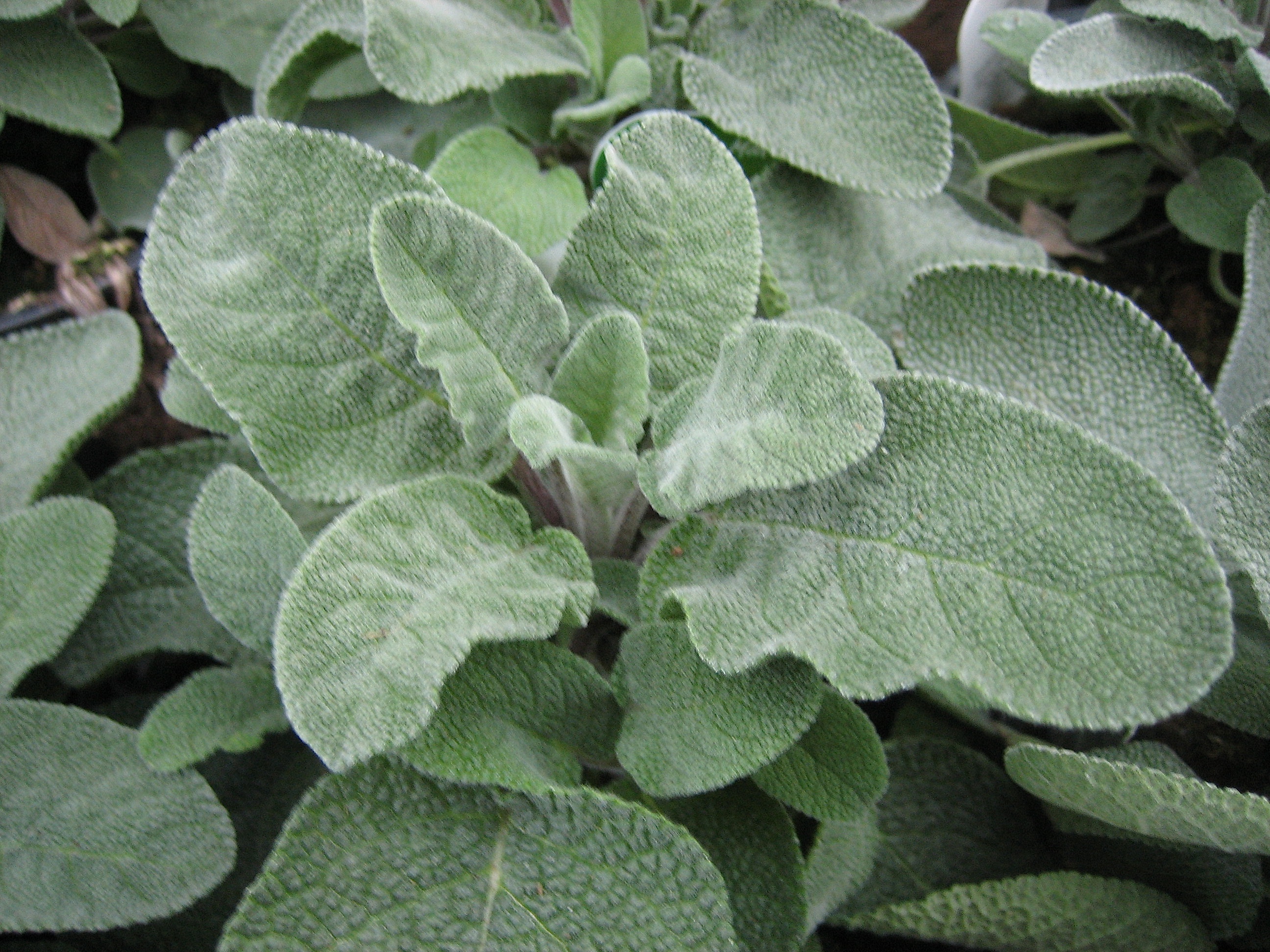 Salvia officinalis "Maxima" (i.13cm T.) Gewürzsalbei