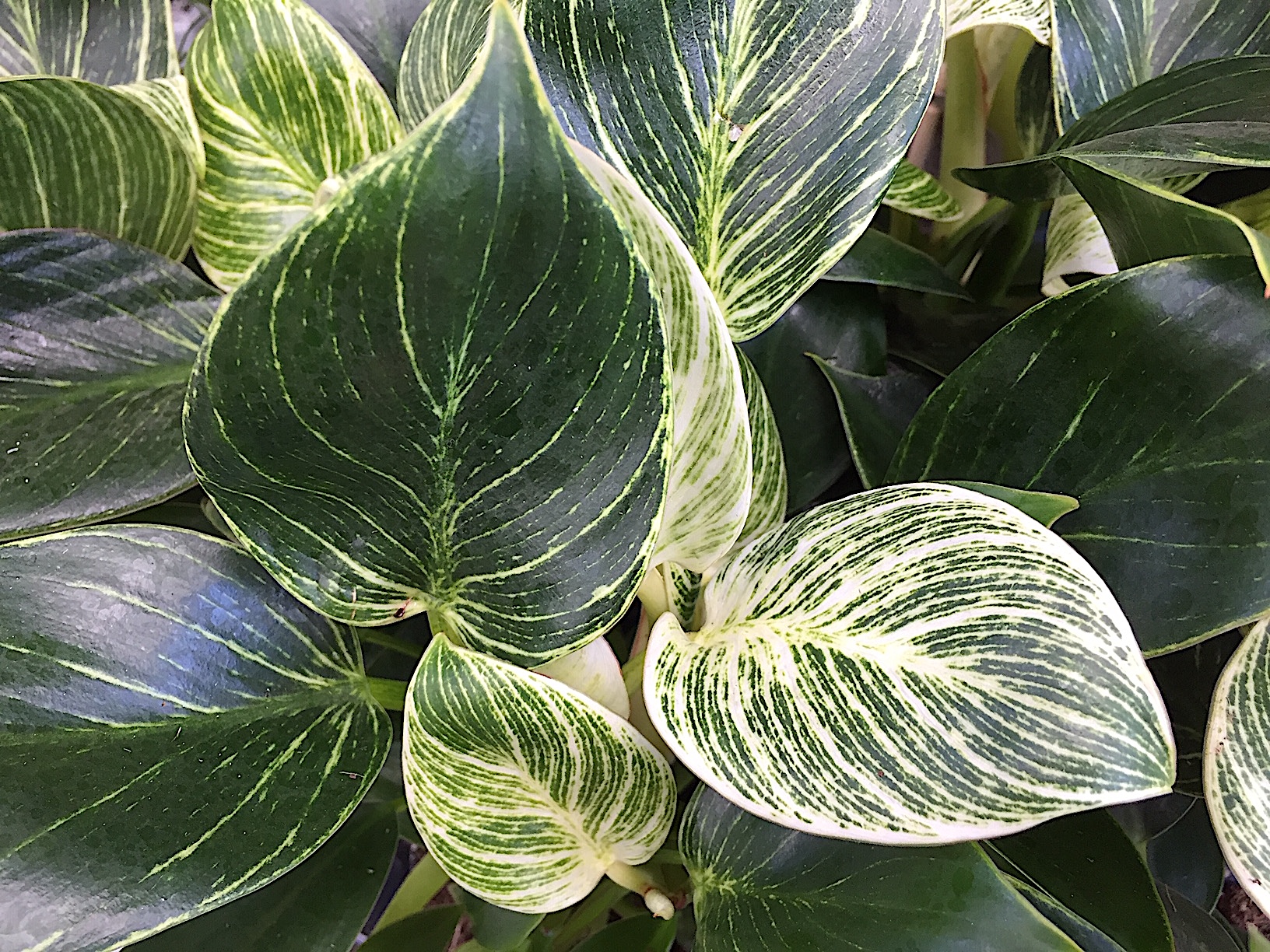 Philodendron Hybrida „White Measure“  (i.13cmT.)