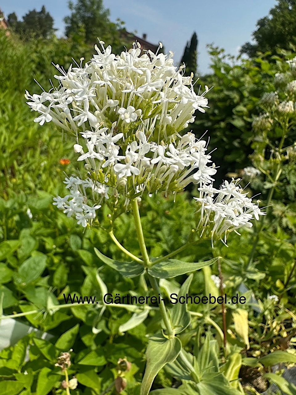 Centranthus ruber "Albus" (i.9cmT.) Garten - Spornblume