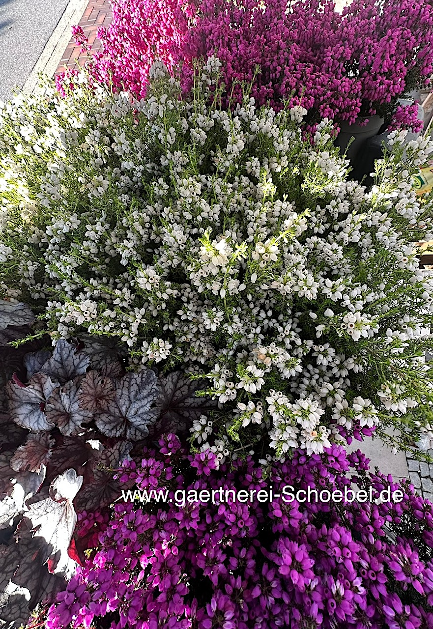 Daboecia cantabrica „GardenGirls Summer (i.10-11cmT.) 3 Pflanzen im pack