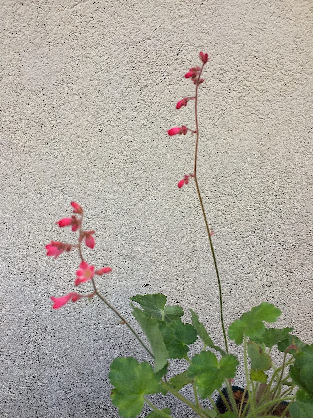 Heuchera sanguinea "Paris" (i.13cmT.)Purpurglöckchen