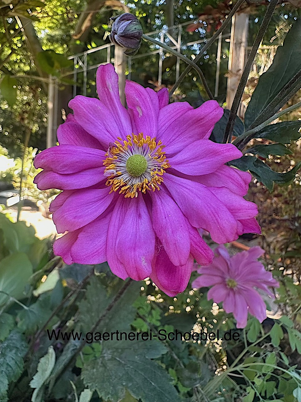 Anemone japonica ´Bressingham Glow`(i.22cmT.) Japan-Anemone