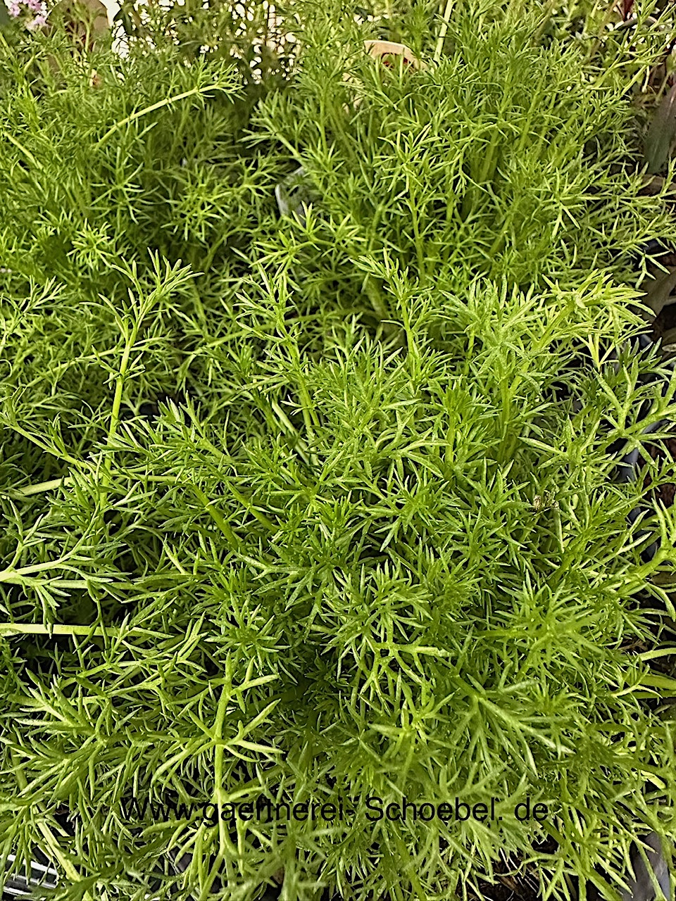 Matricaria chamomilla ( i.13cm Topf) Echte Kamille