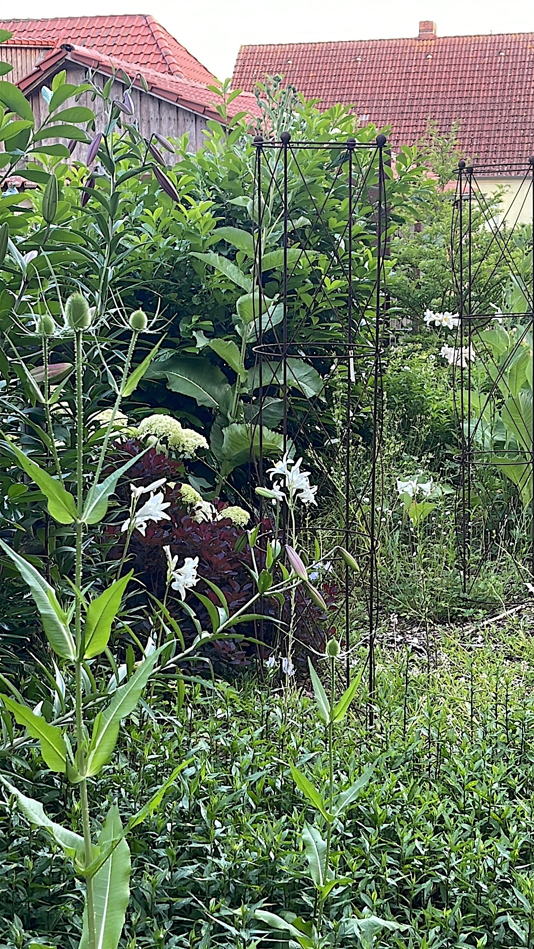 Lilium candidum (1 Zwiebel  Madonnenlilie (im 9 cm Topf) Duft