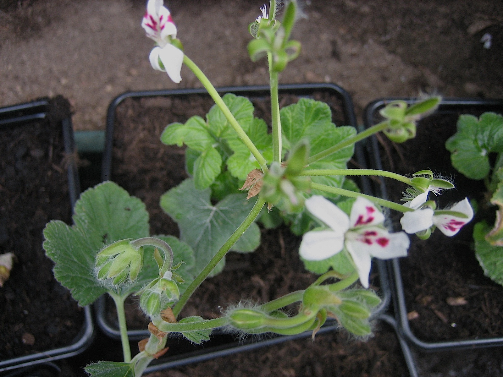 Pelargonium echinantum (i.9cmT.)