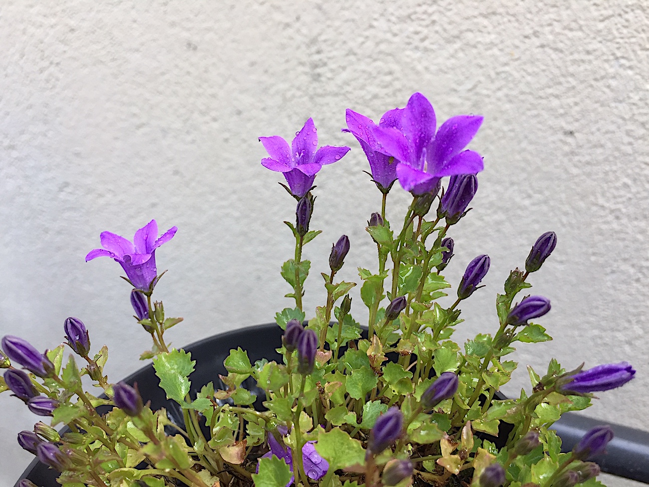 Campanula poscharskyana ´Stella` (i.10cmT.)Glockenblume