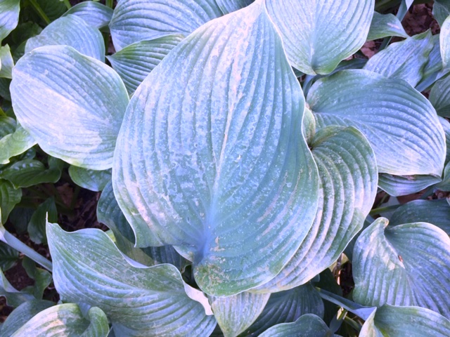 Hosta „Schoebels Favorit“ (i.15cmT.)