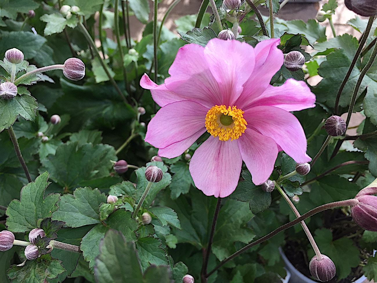 Anemone japonica „pink „(i.13cmT.), Japan Anemone