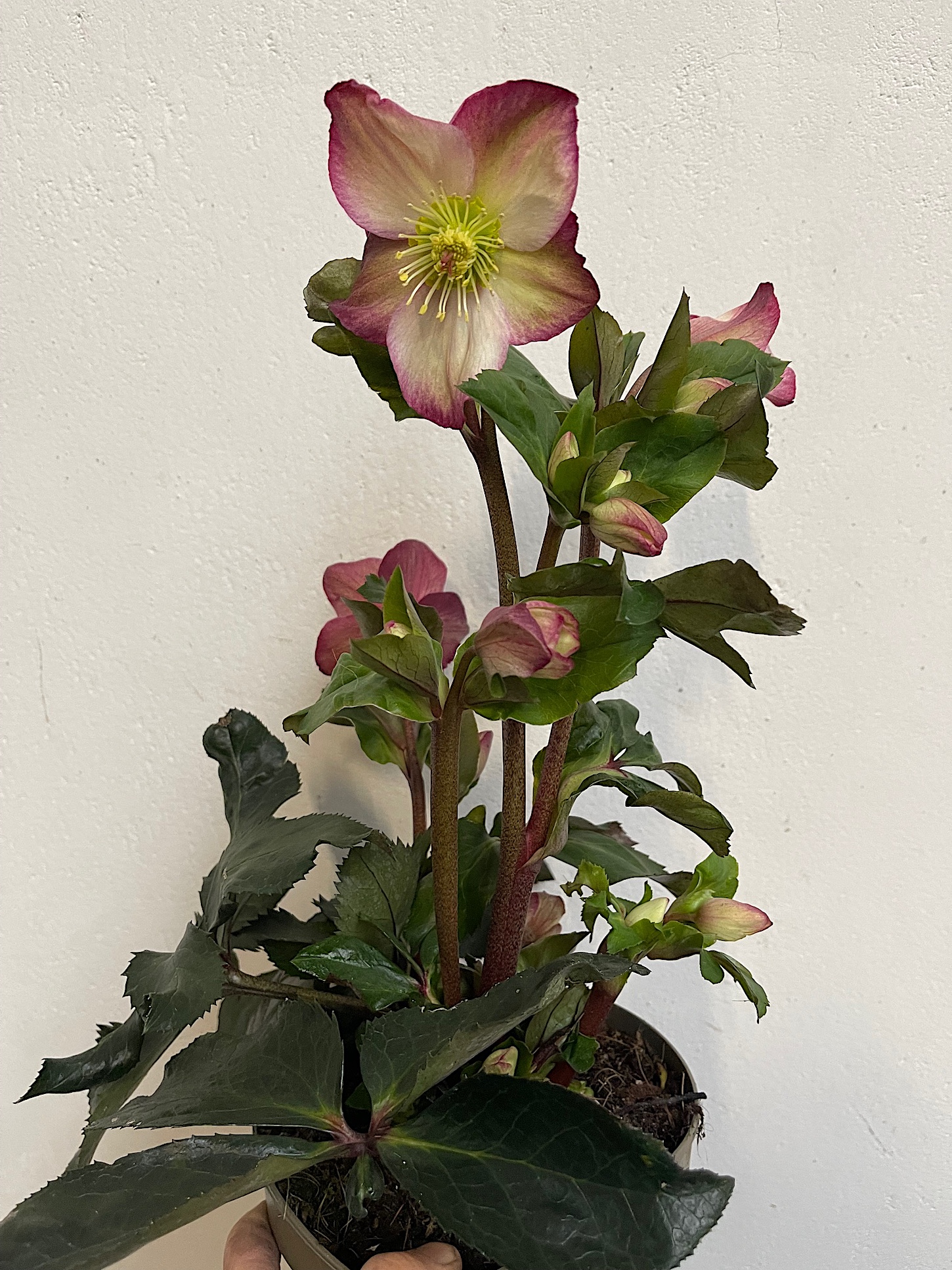 Helleborus -NEU ,Christrose, rosa x glandorfensis HGC® Ice N' Roses® Rosali(i.2literT.)