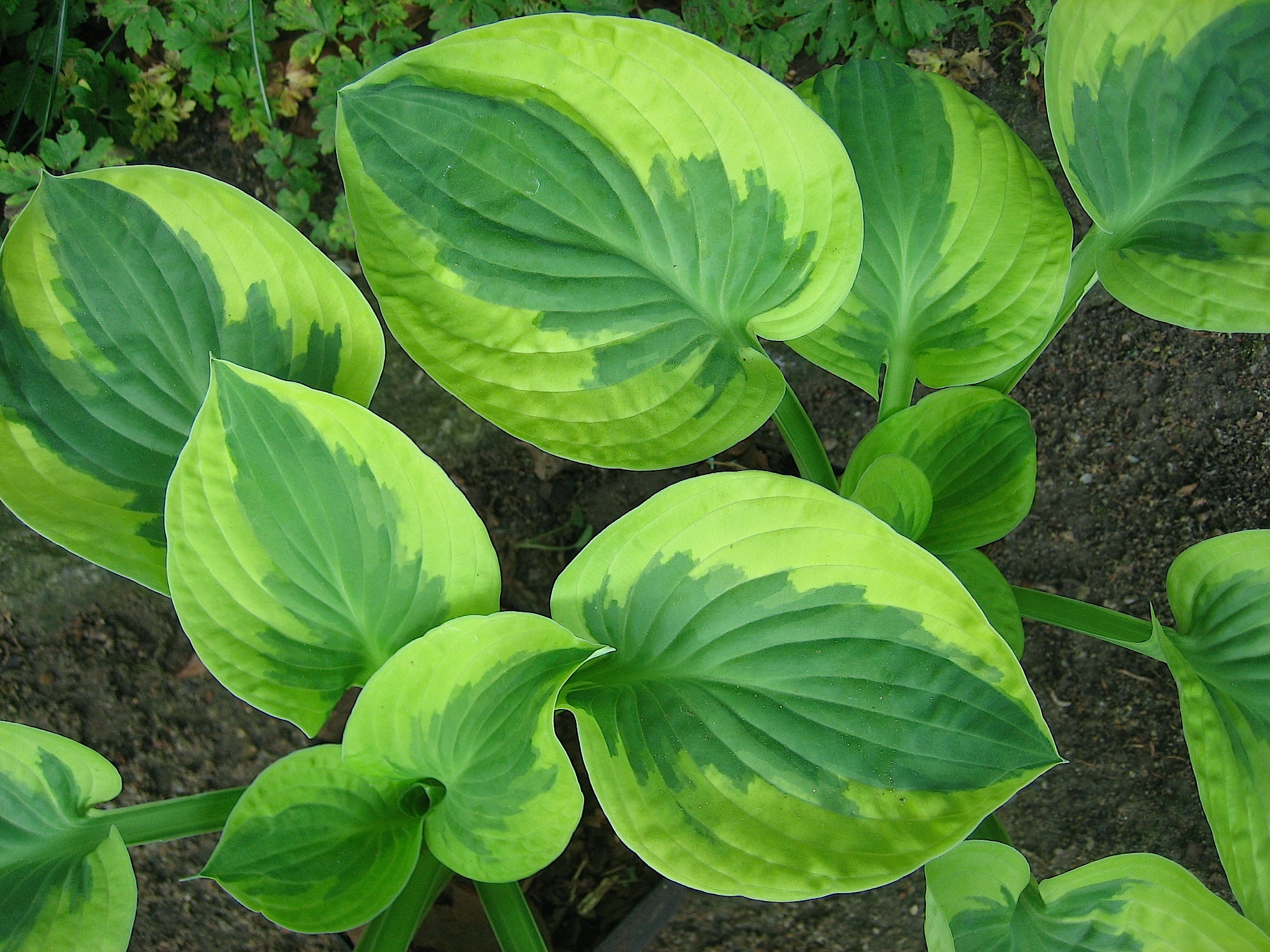 Hosta Hybride "Brim Cup" (9cmT.) Funkie