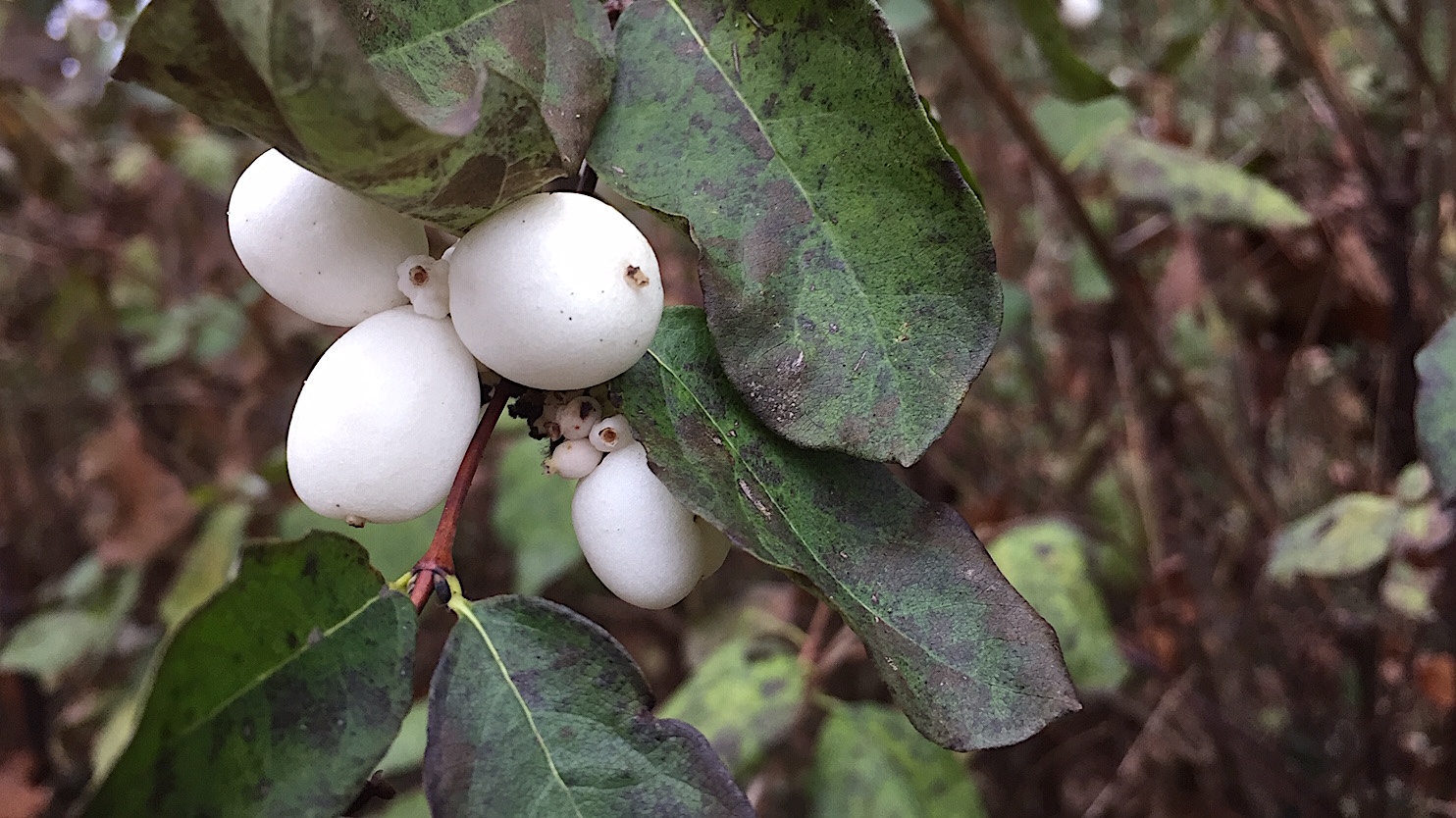 Symphoricarpos x doorenbosii „Magical“R Galaxy Kolmgala(S) (i.15cmT.)