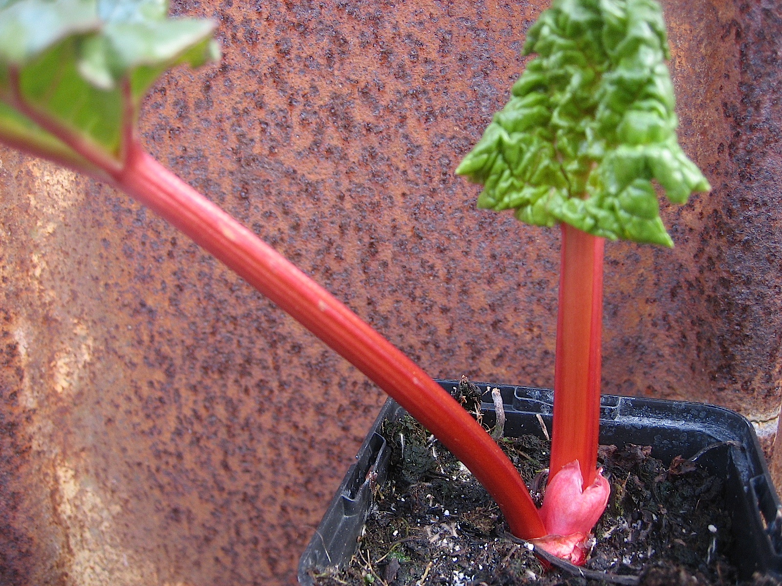 Rheum rhabarbarum "Holsteiner Blut" (i.15cmT.) Speise-Rhabarber