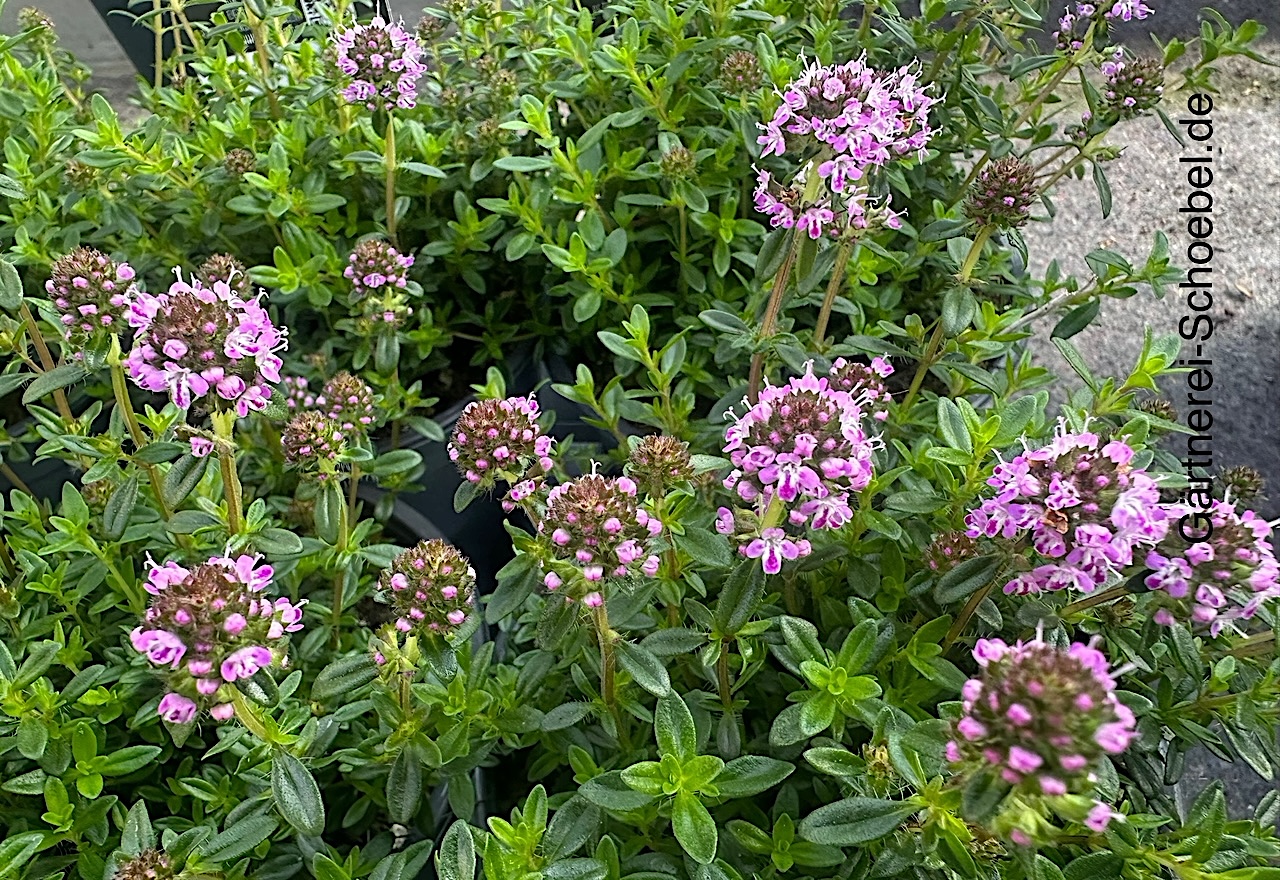 Satureja repanda  Bergbohnenkraut, kriechend (i.13cmT.)