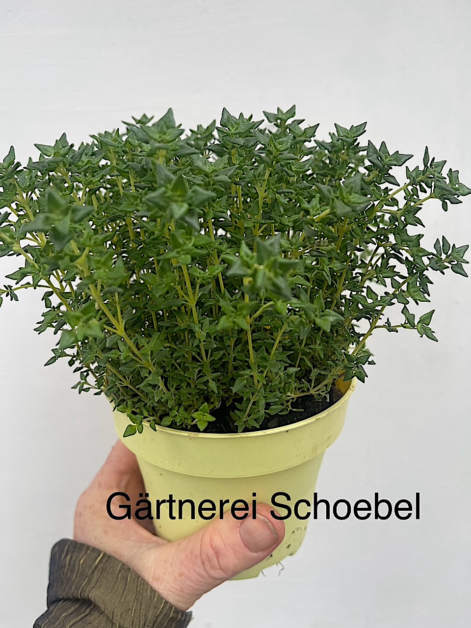 Thymus sp. „Rosen“ (i.12cmT.), Rosen - Duft - Thymian
