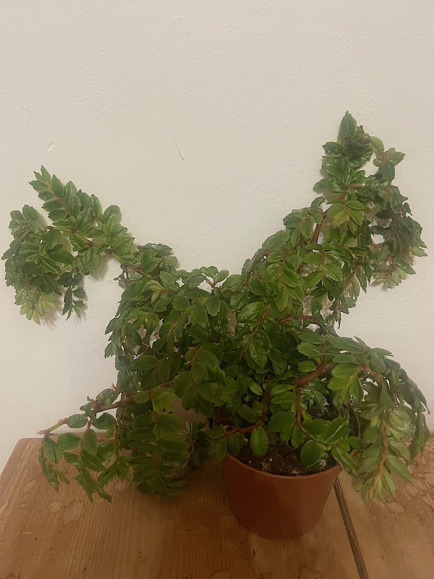 Begonia foliosa var.  „miniata“ (i.9cmT.)