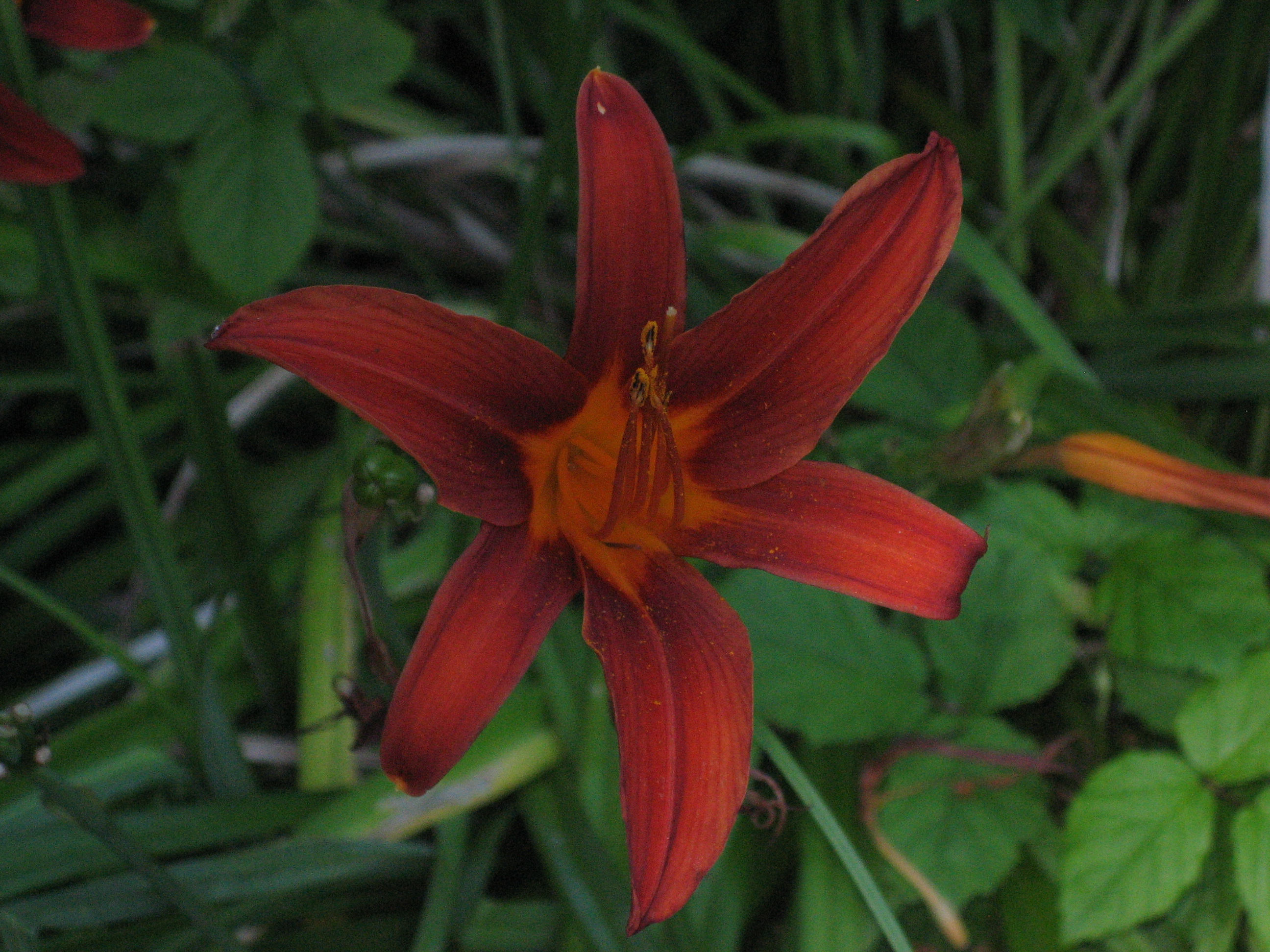 Hemerocallis Hybride, Taglilie  "ziegelrot glänzend" Taglilie (i.12 cmT.)