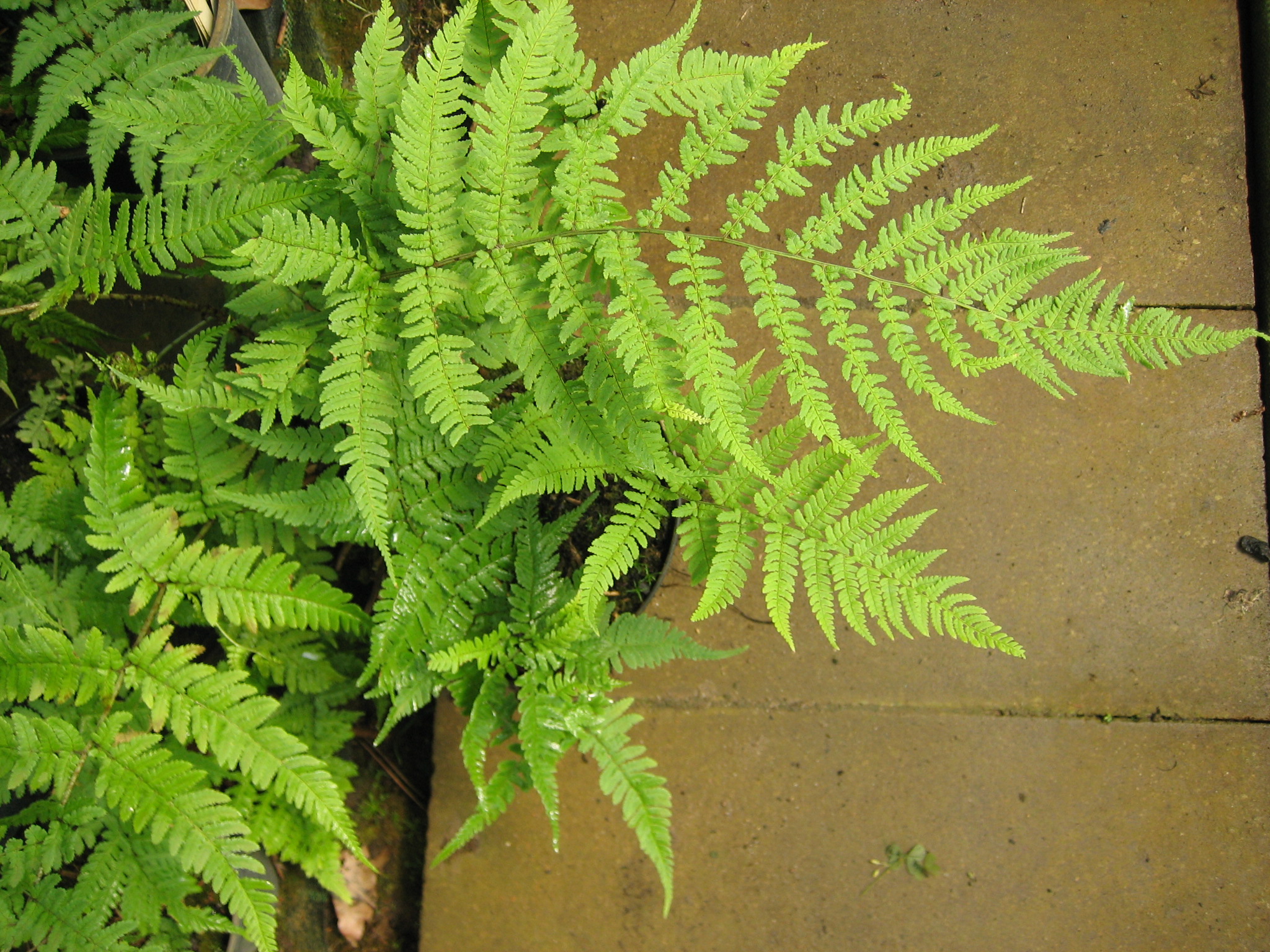Dryopteris stewartii (i.11cm T.) Stewarts Wurmfarn