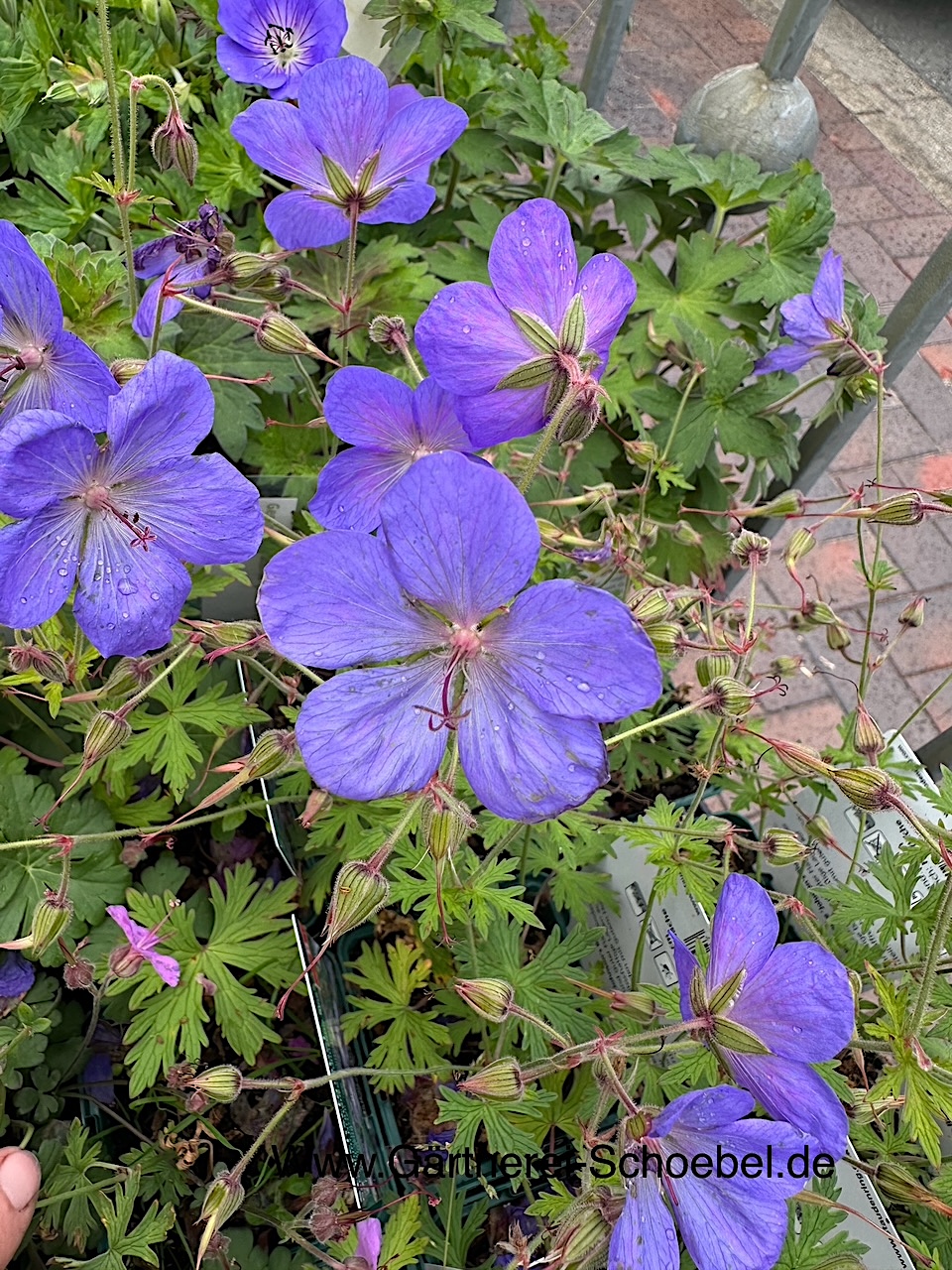 Geranium pratense "Johnson's Blue"(i.9cmT.), Storchenschnabel