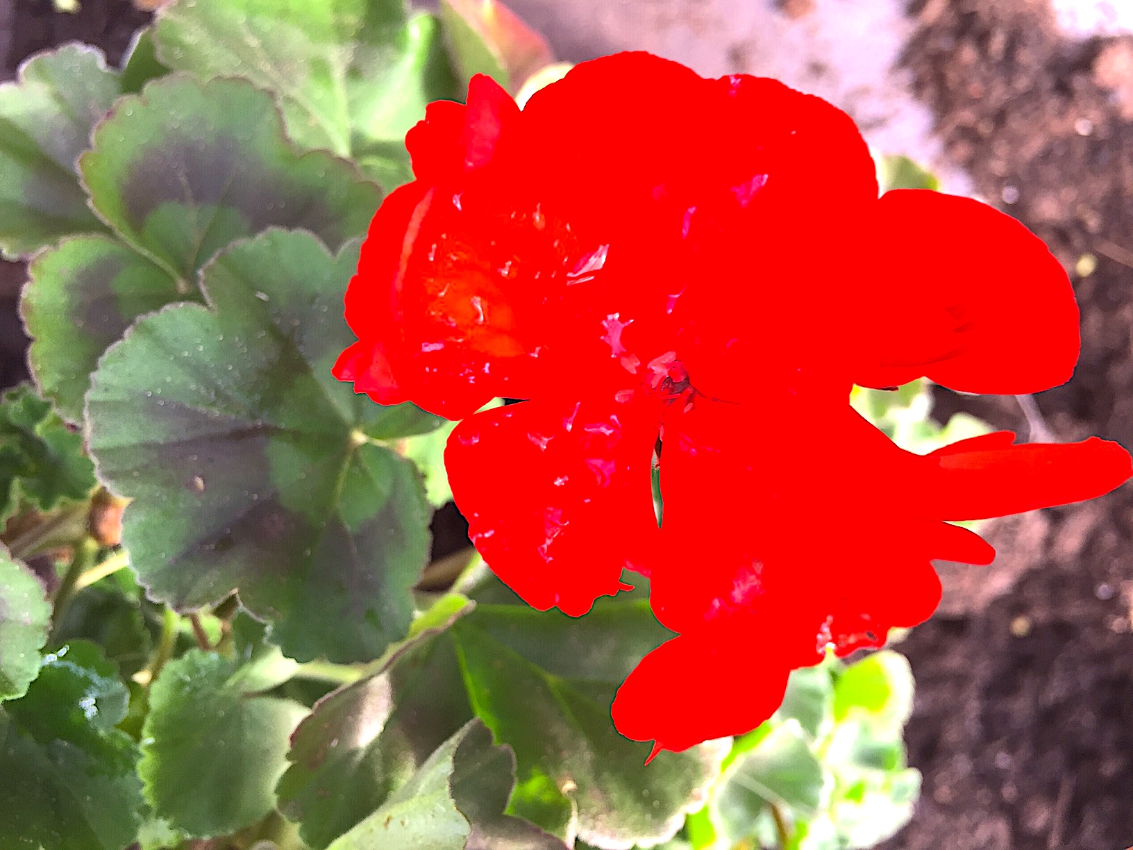 Pelargonium zonale „Senna rot“ (i.10cmT.)