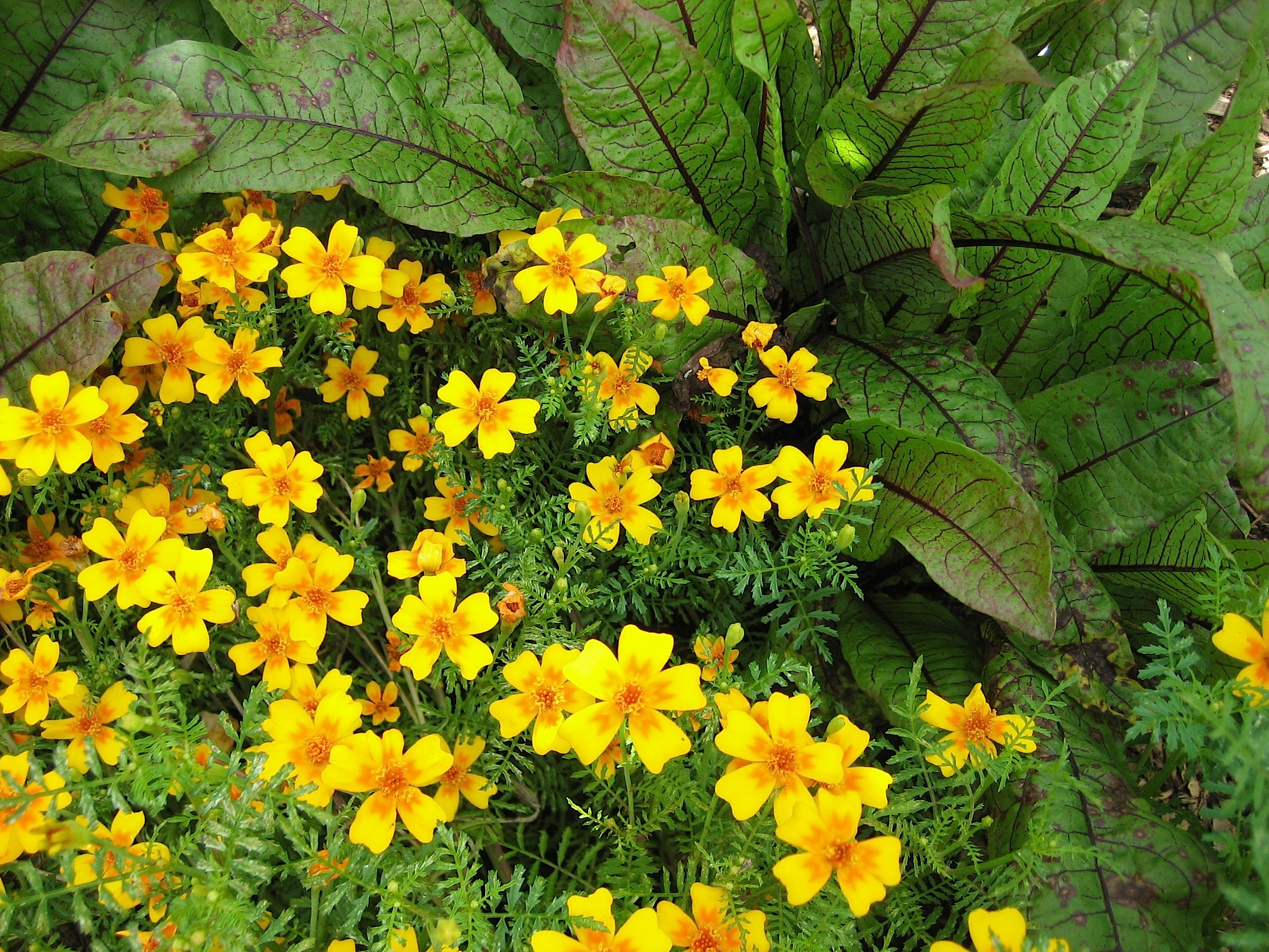 Tagetes  tenuifolia "Orange - Gem“ (i. 12 cm Topf), Gewürz-Tagetes