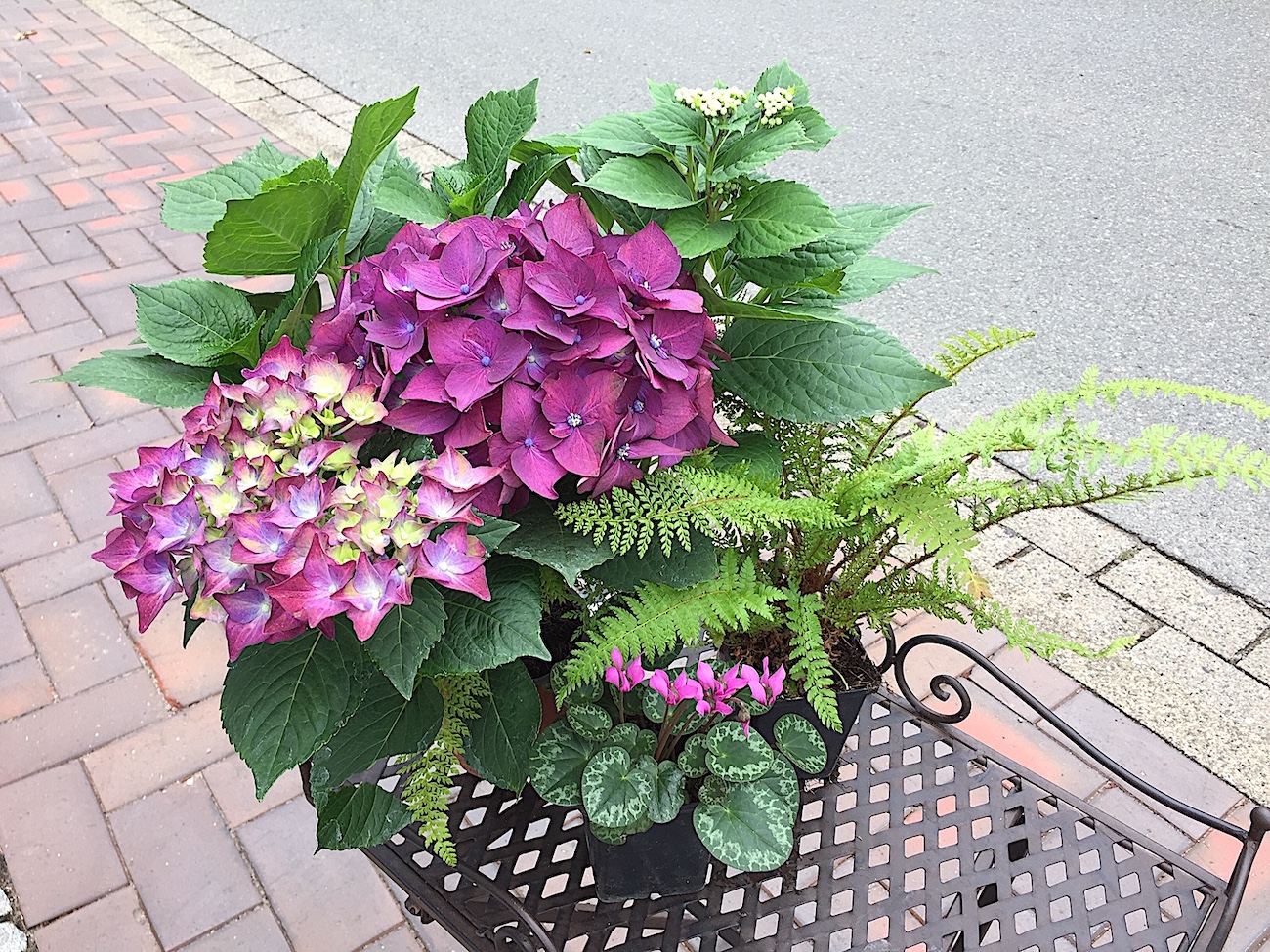 exclusiv Hortensie und Dufta.