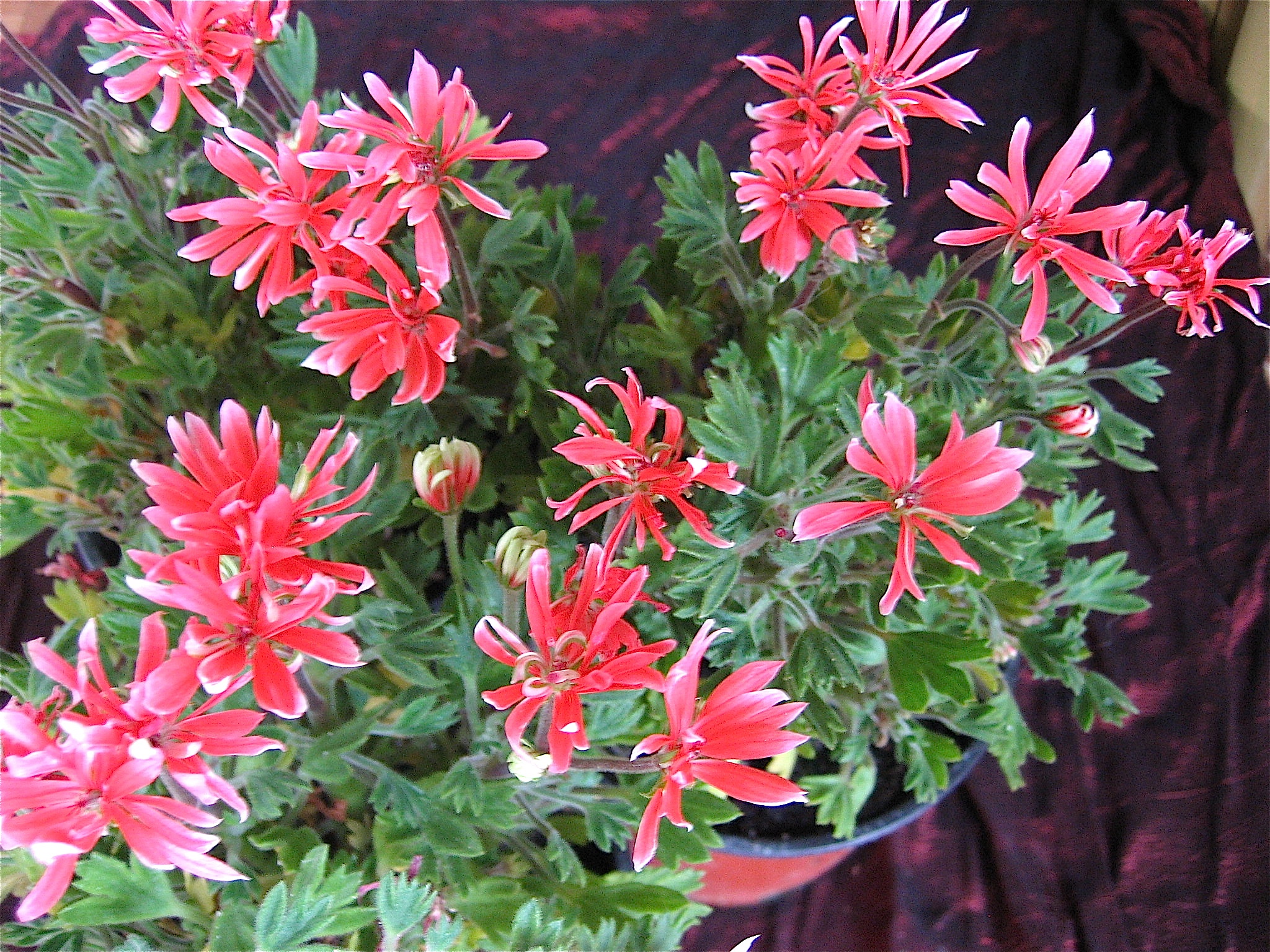 Pelargonium Sternblütige "Playmate"(I.10cmT.)