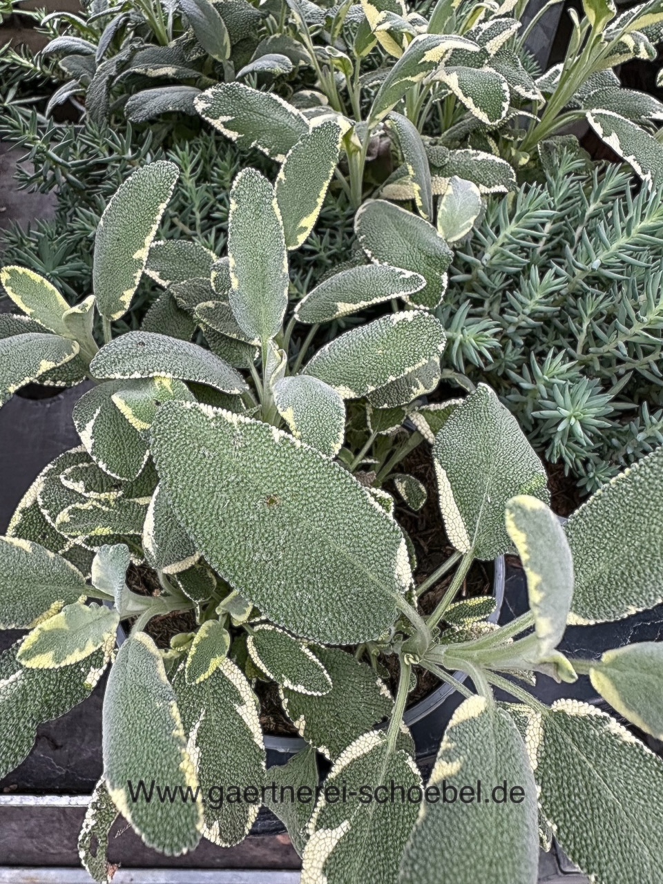 Salvia officinalis "Creme Bicolor" Gewürzsalbei