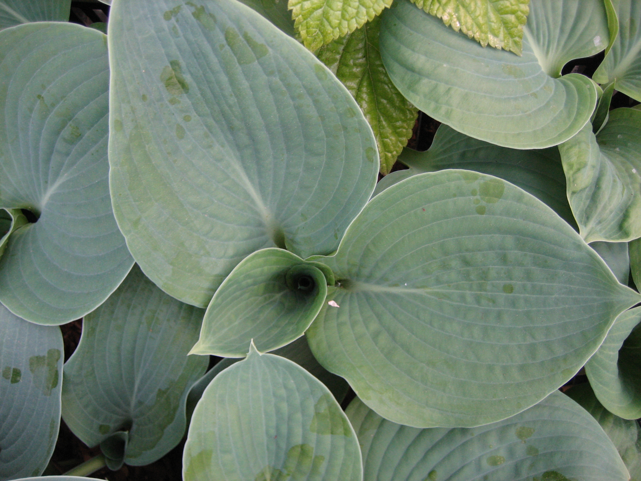 Hybride "Bressingham Blue" (i.9cmT.) Blaublatt - Funkie