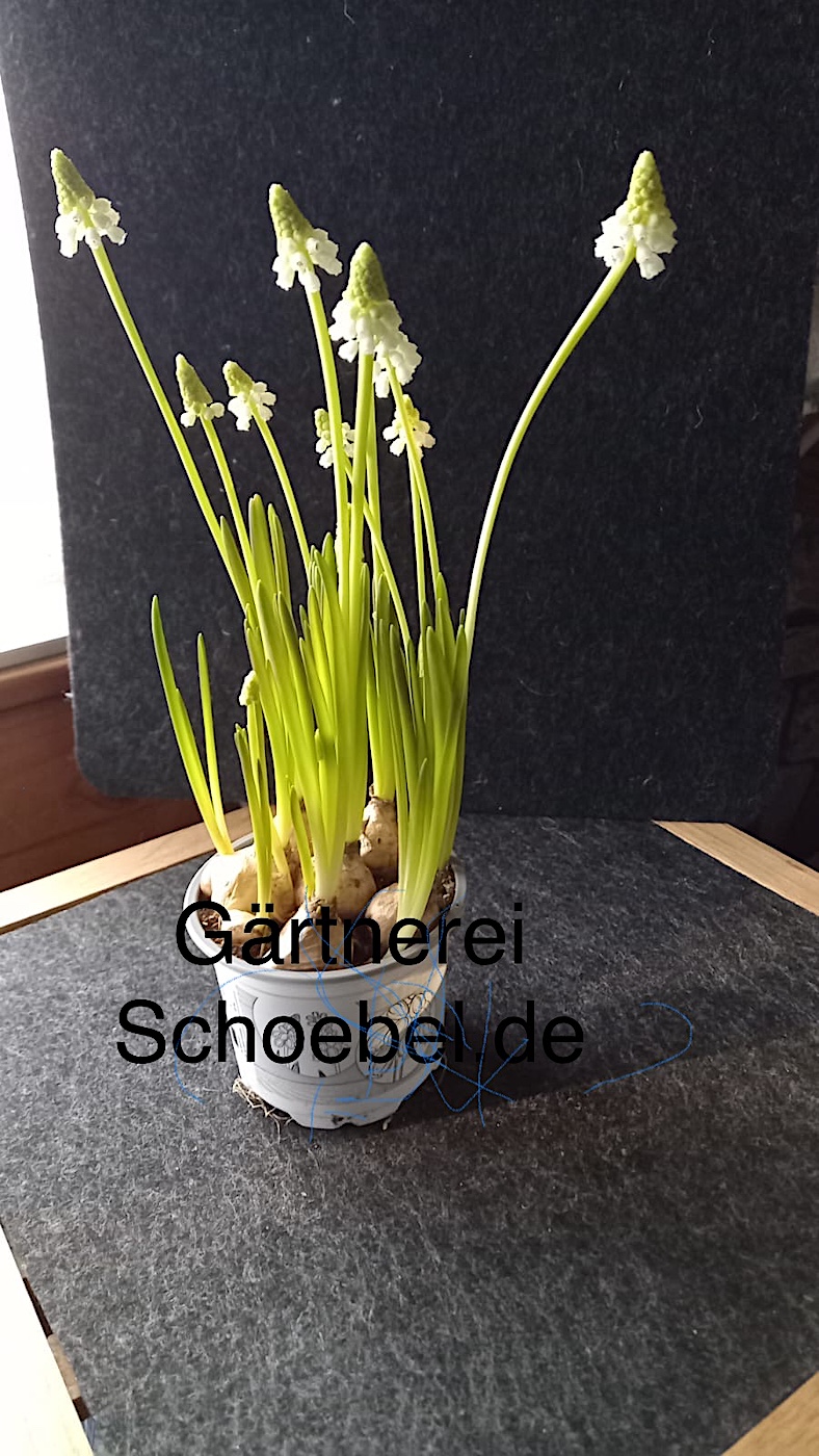 Muscari armeniacum „ White Magic“(i.9cmT. 5-6 Zwieb.),Traubenhyazinthen