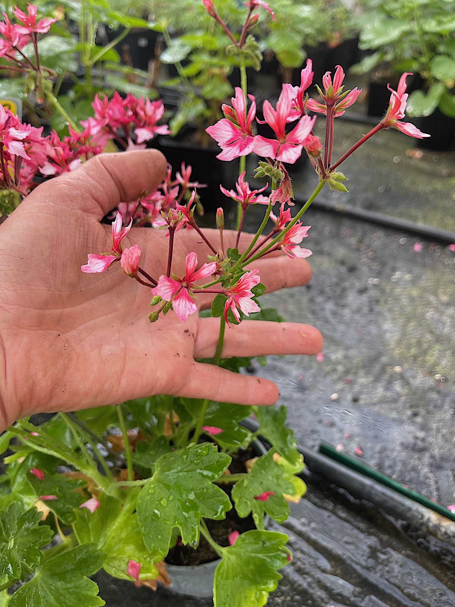 Pelargonium Sternblütige  ´Fireworks Pink`(i10 cmT.)
