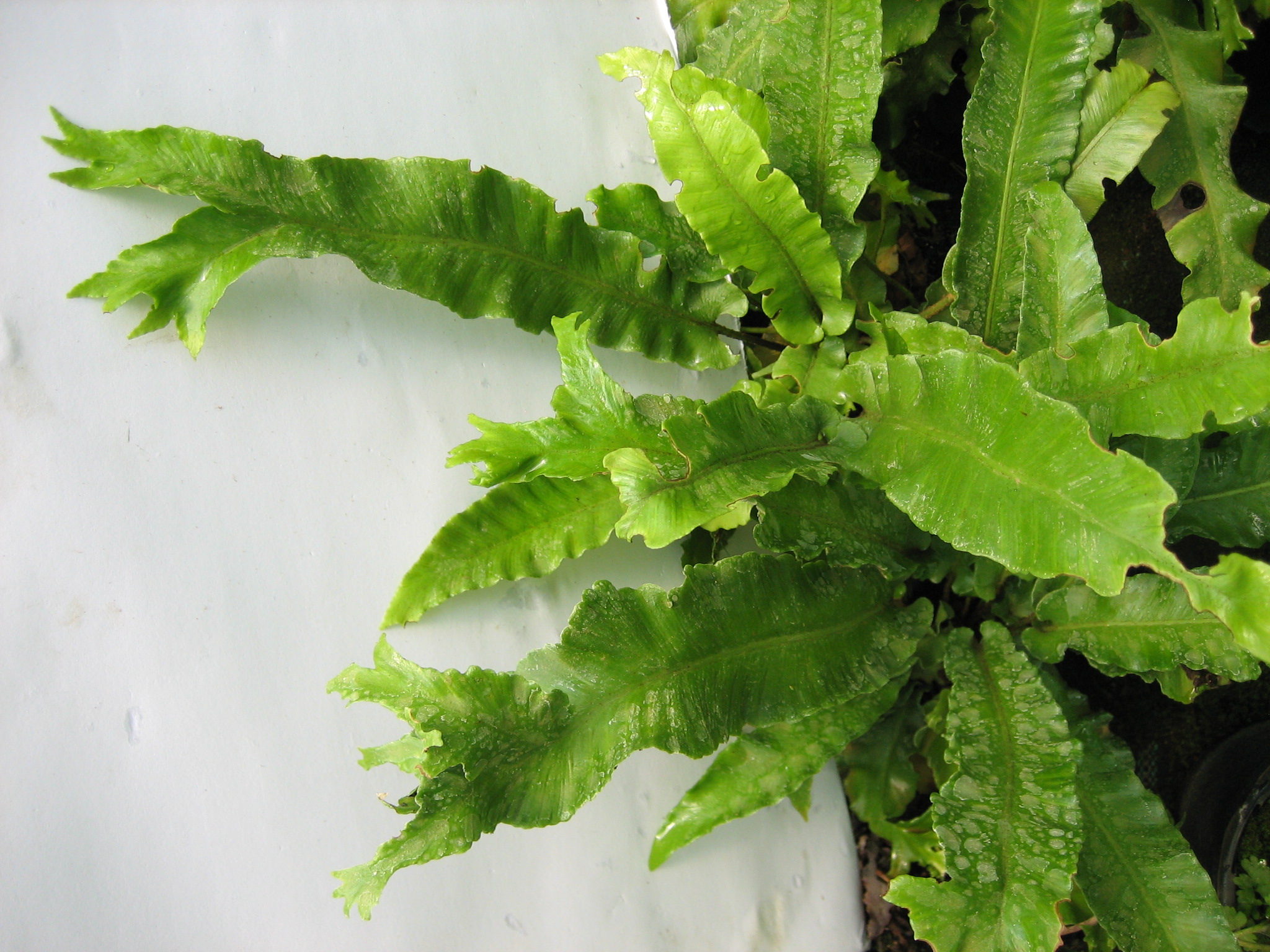 Phyllitis (Asplenium) scol. ´Cristatum`(i.12cmT.) Gegabelter Hirschzungenfarn