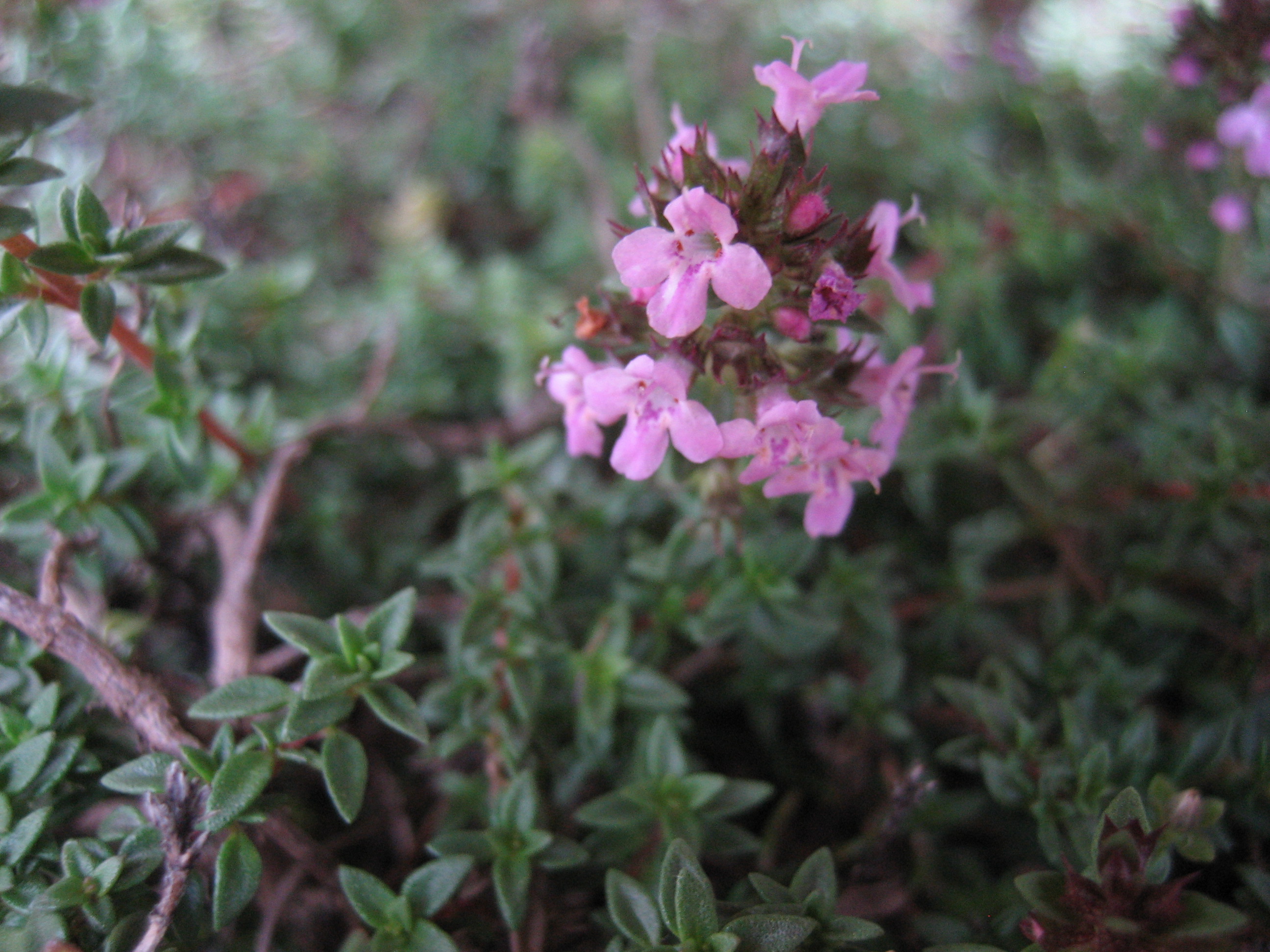 Thymus herba- barona  (i.9cmT.) Kümmelthymian