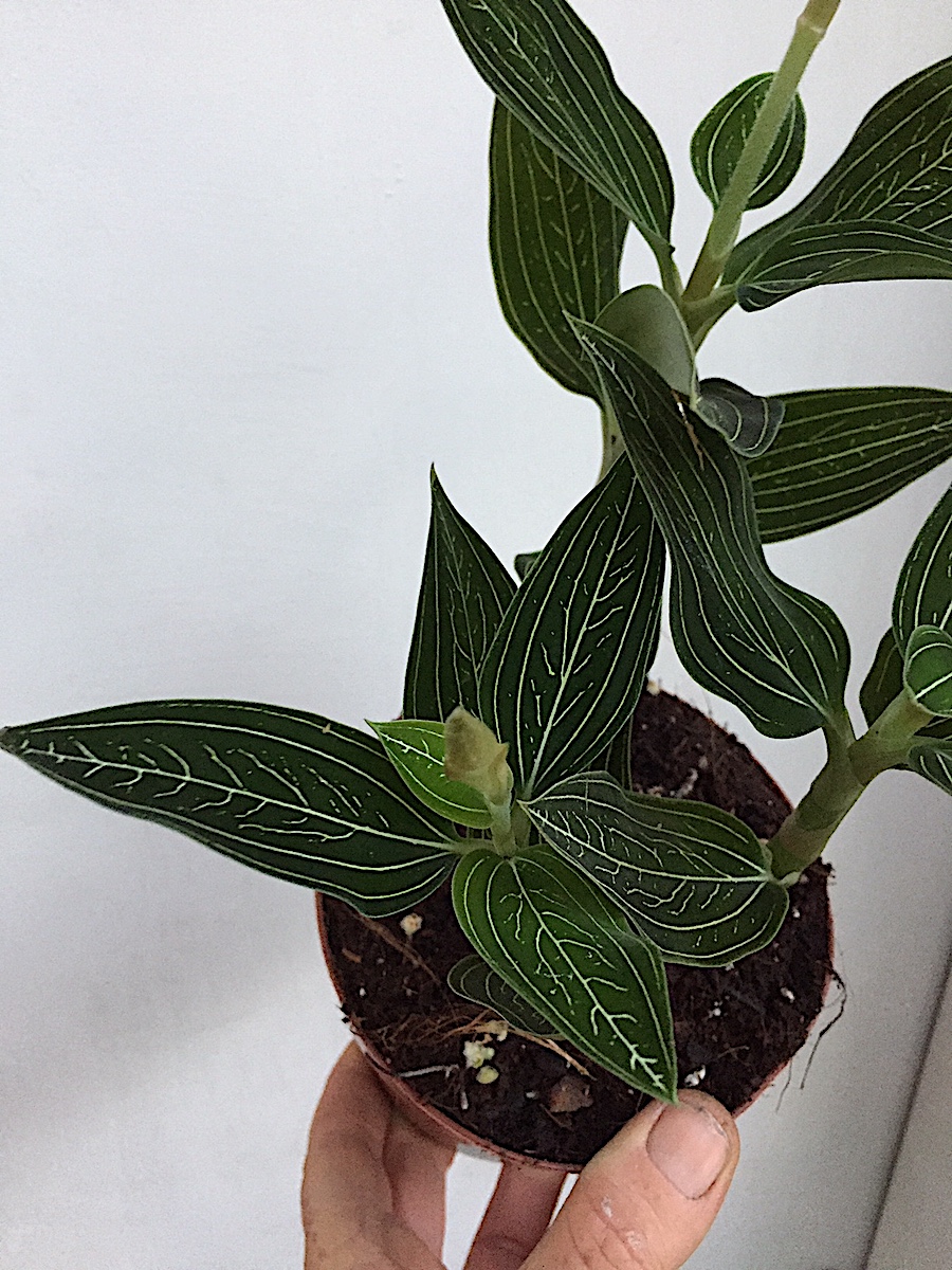 Ludisia discolor „Alba“, Juwelen Orchidee (i.12 cmT.)