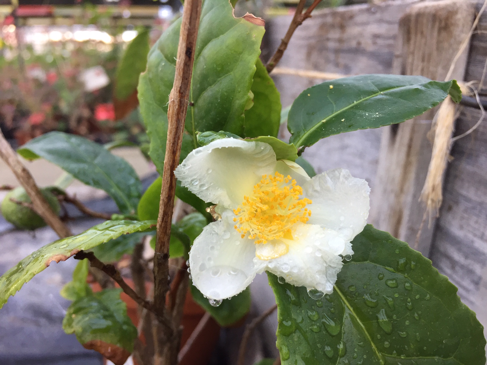 Camelia sinensis  Grüner Tee (13cmT.)