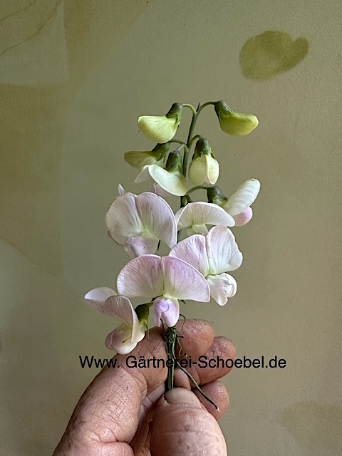 Lathyrus latifolius "Rosa Perle (i.12cmT.) Staudenwicke