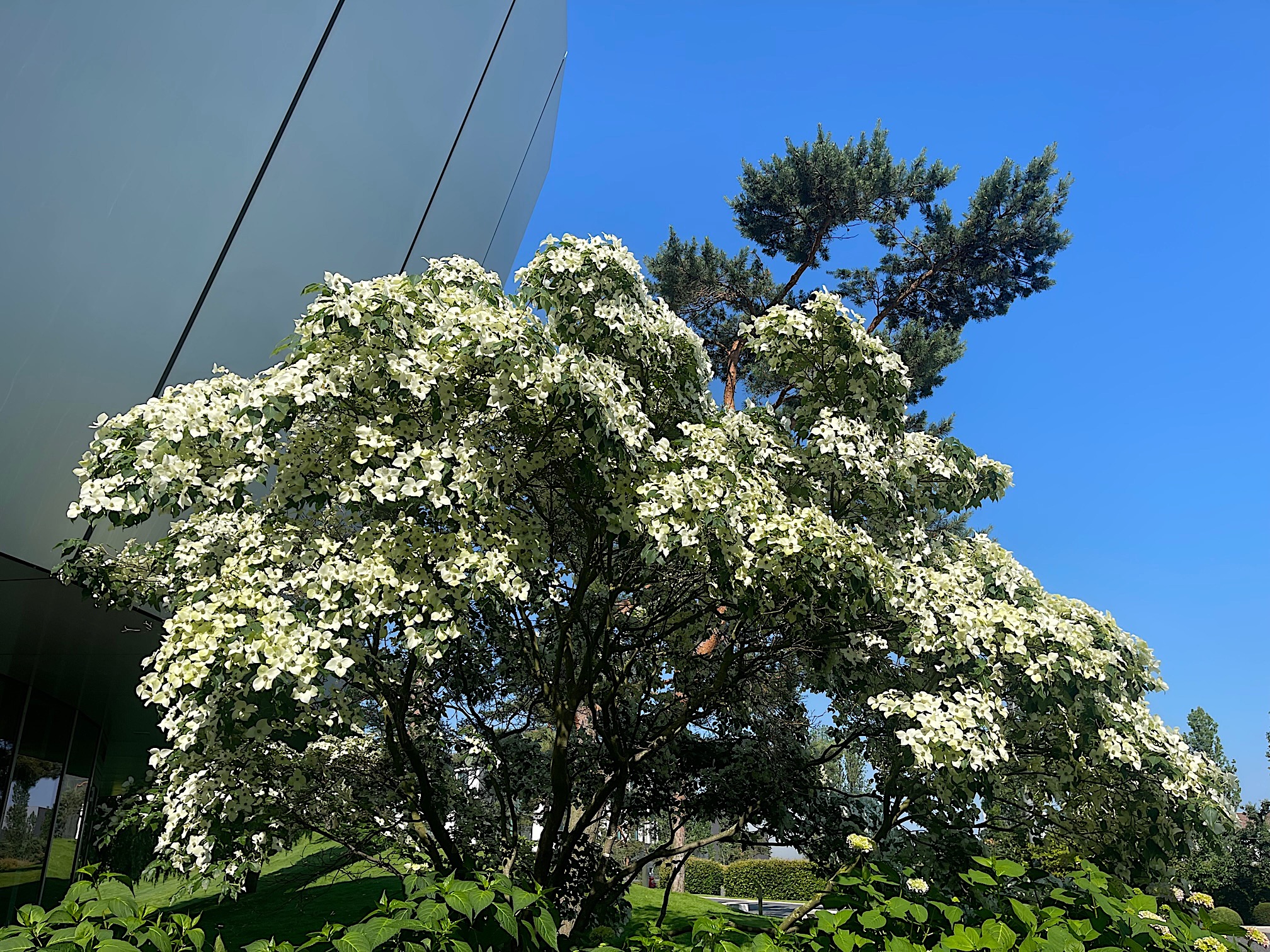 Cornus kousa „Schmetterling“ (i.19cmT.) 50 cm, chinesischer Blumen-Hartriegel