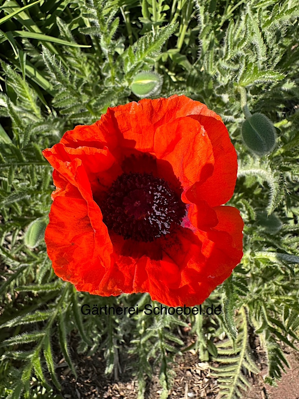 Papaver orientale „Nana Allegro“(i.12cm T.) Orientalischer Mohn