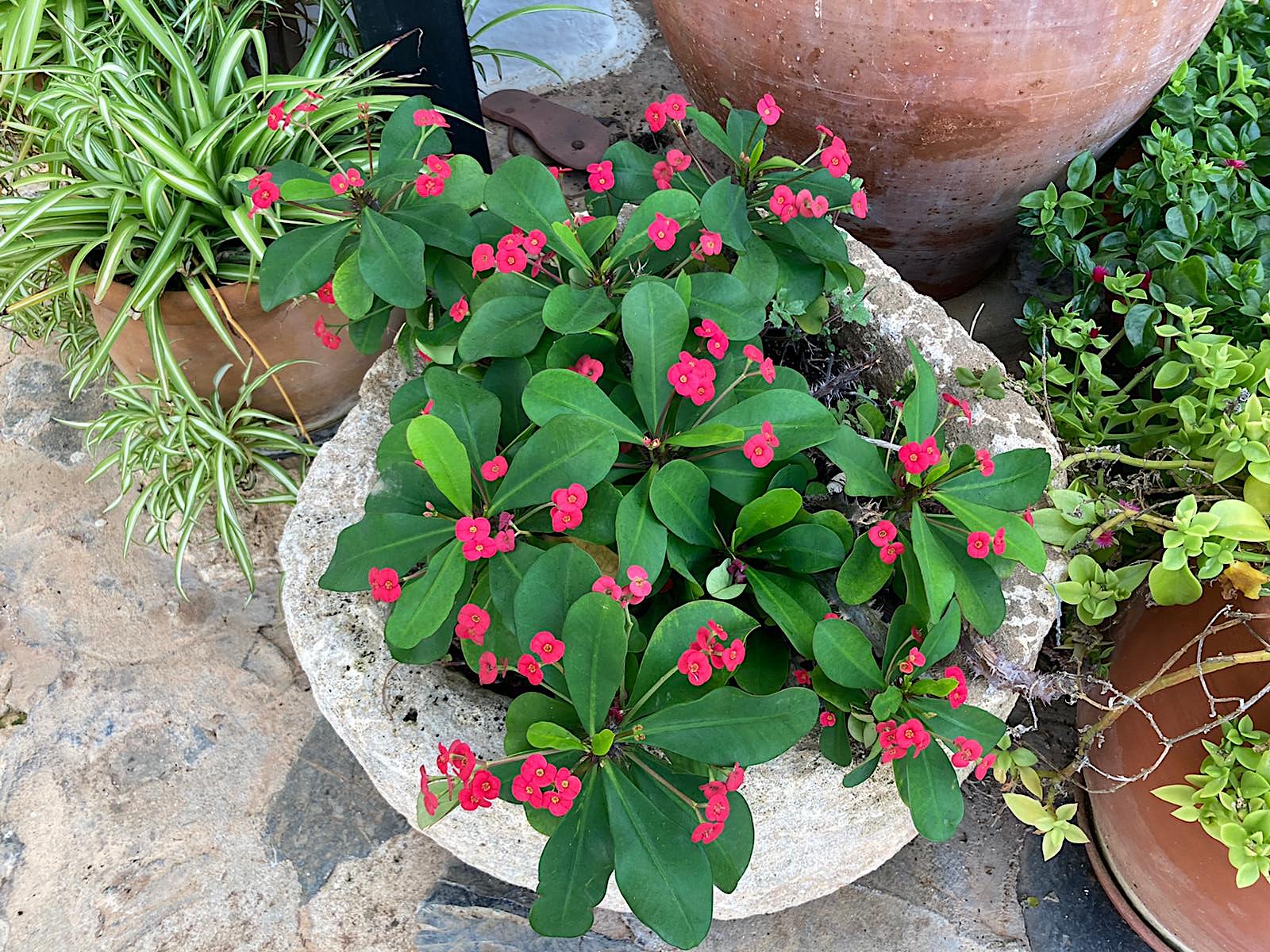 Euphorbia milii rot „ Vulcanus“ (i.12cmT.)rot , Christusdorn