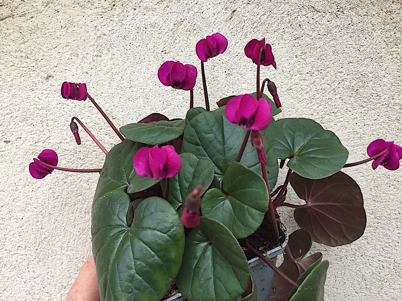 Cyclamen coum „Schoebels rote Sensation“ (i.9cmT), Frühlings Wildalpenveilchen