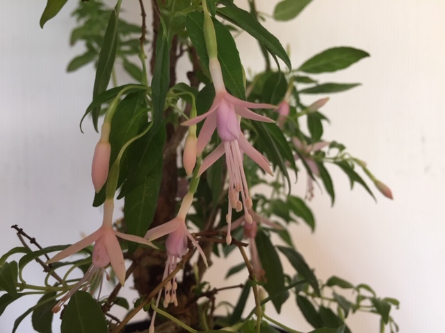 Fuchsia magellanica ´zartrosa` (i. 15cmT.) Freiland Fuchsie