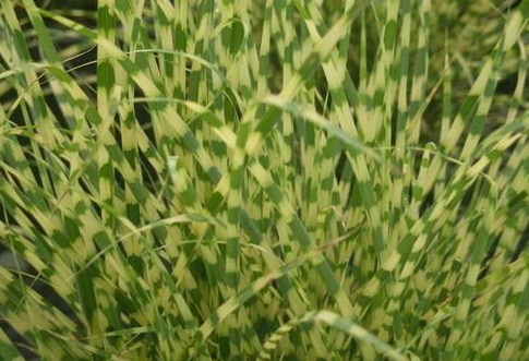 Miscanthus sinensis „Zebrinus strictus“(i.20cmT.)