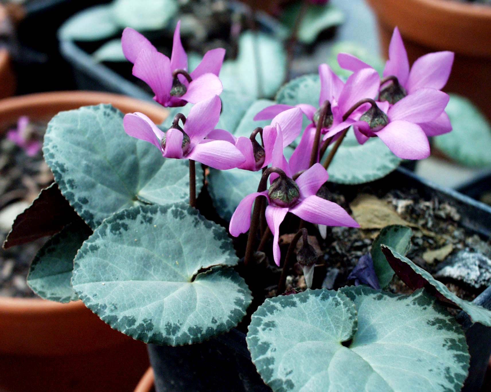 Cyclamen Duft purpurascens (europ.)  "Ahlburg" (i.9cmT.)